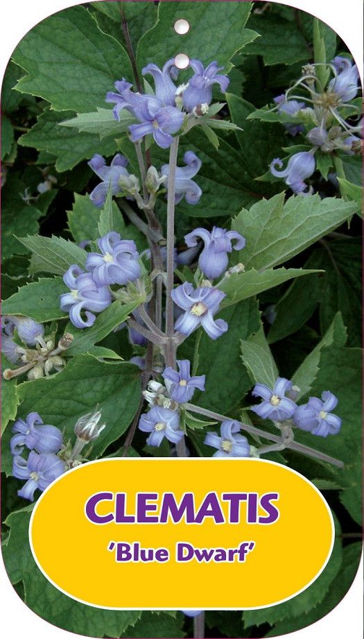Clematis 'Blue Dwarf'