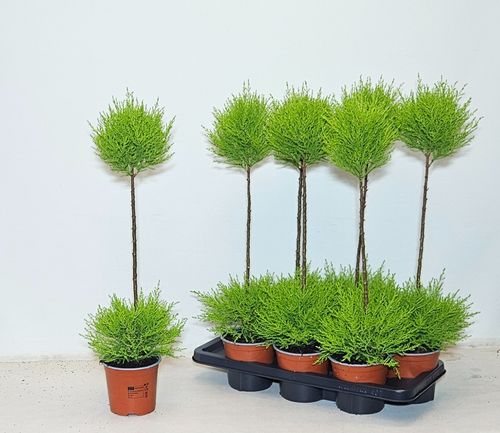 Cupressus Goldc. Wilma duobol p14 Kw.hof