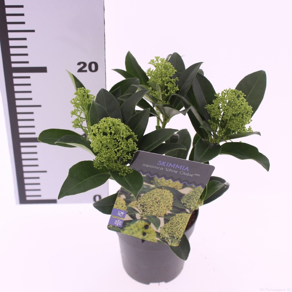 Picture of Skimmia jap. 'White Globe'