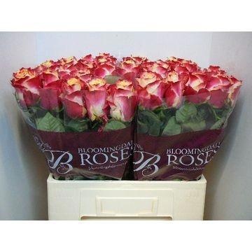 Rosa Chapeau 60cm