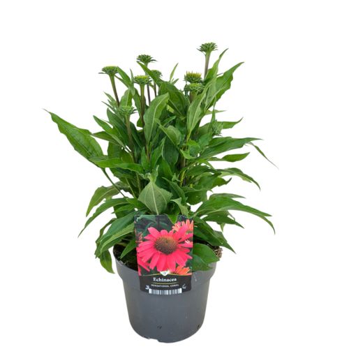 Echinacea Mooodz Serenity p17 Florizon