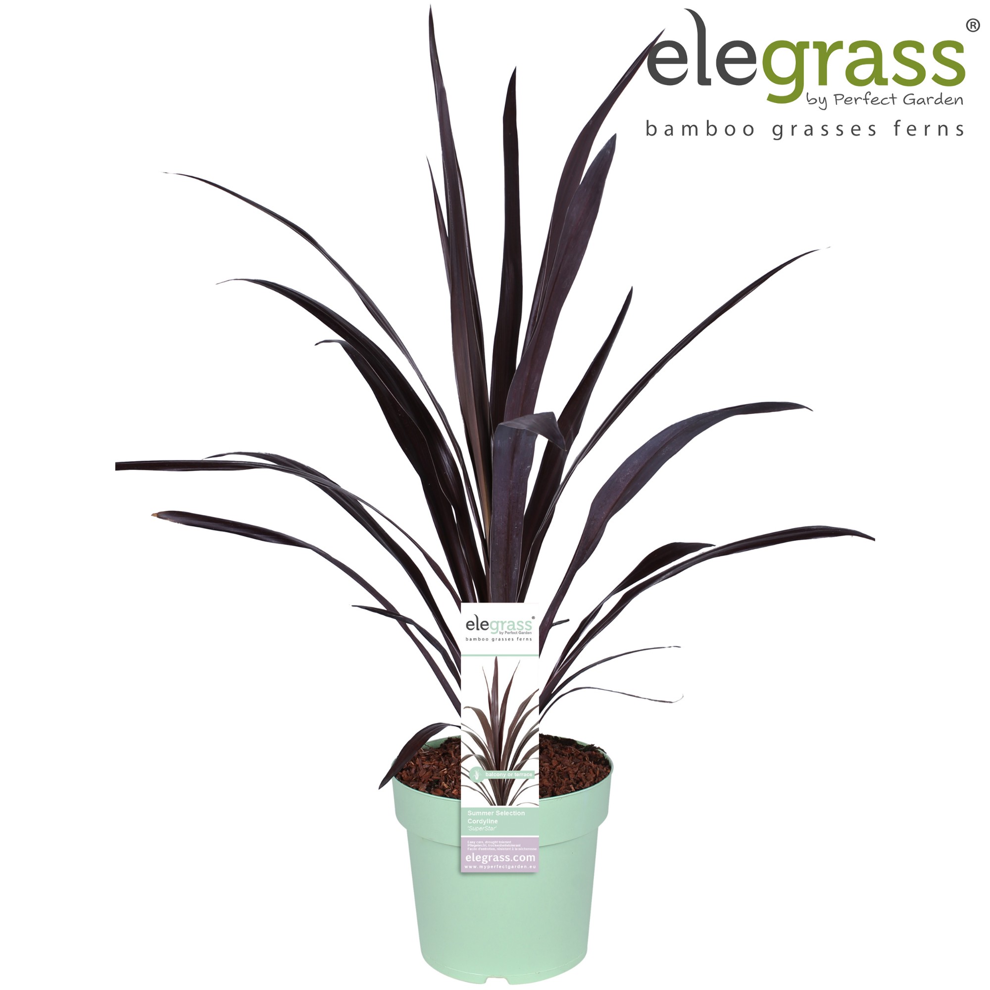 Picture of Cordyline 'Superstar' P23