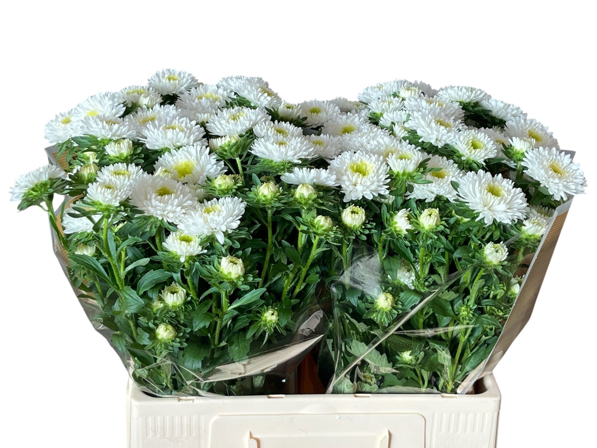 Callis Azumi Xl Whit 60cm