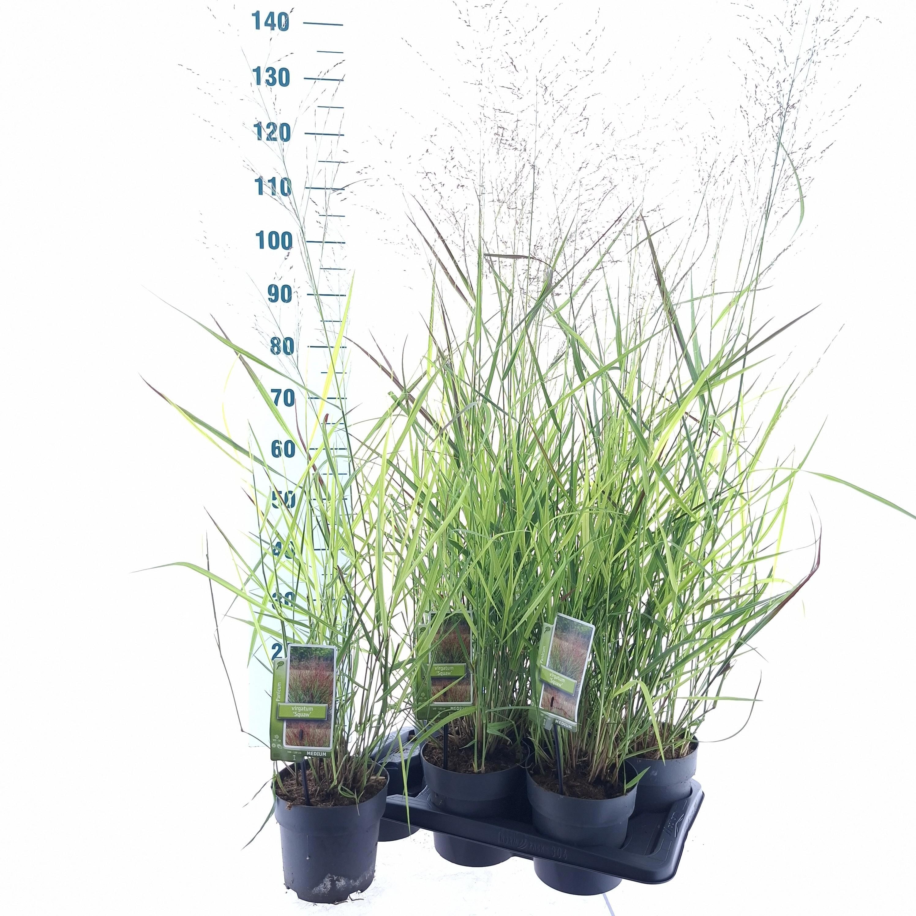 Panicum virgatum 'Squaw'