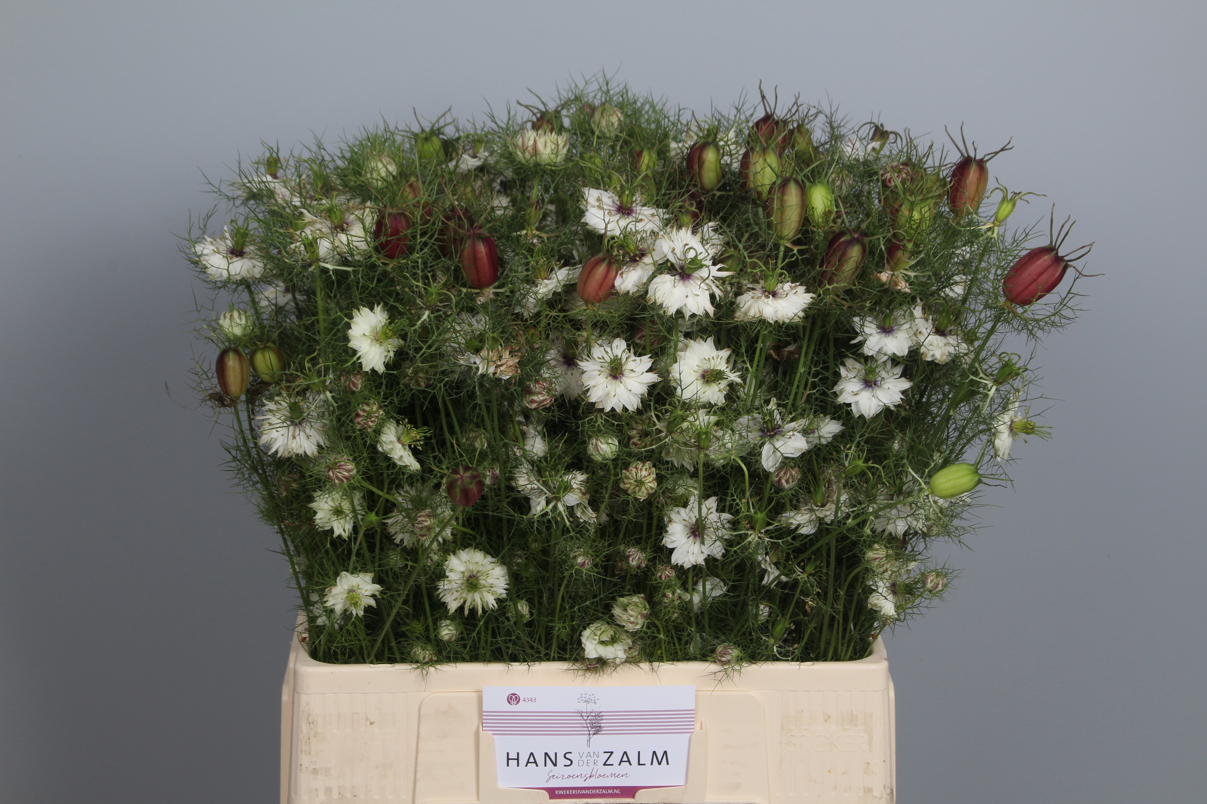 Nige Damascena Ov 60cm