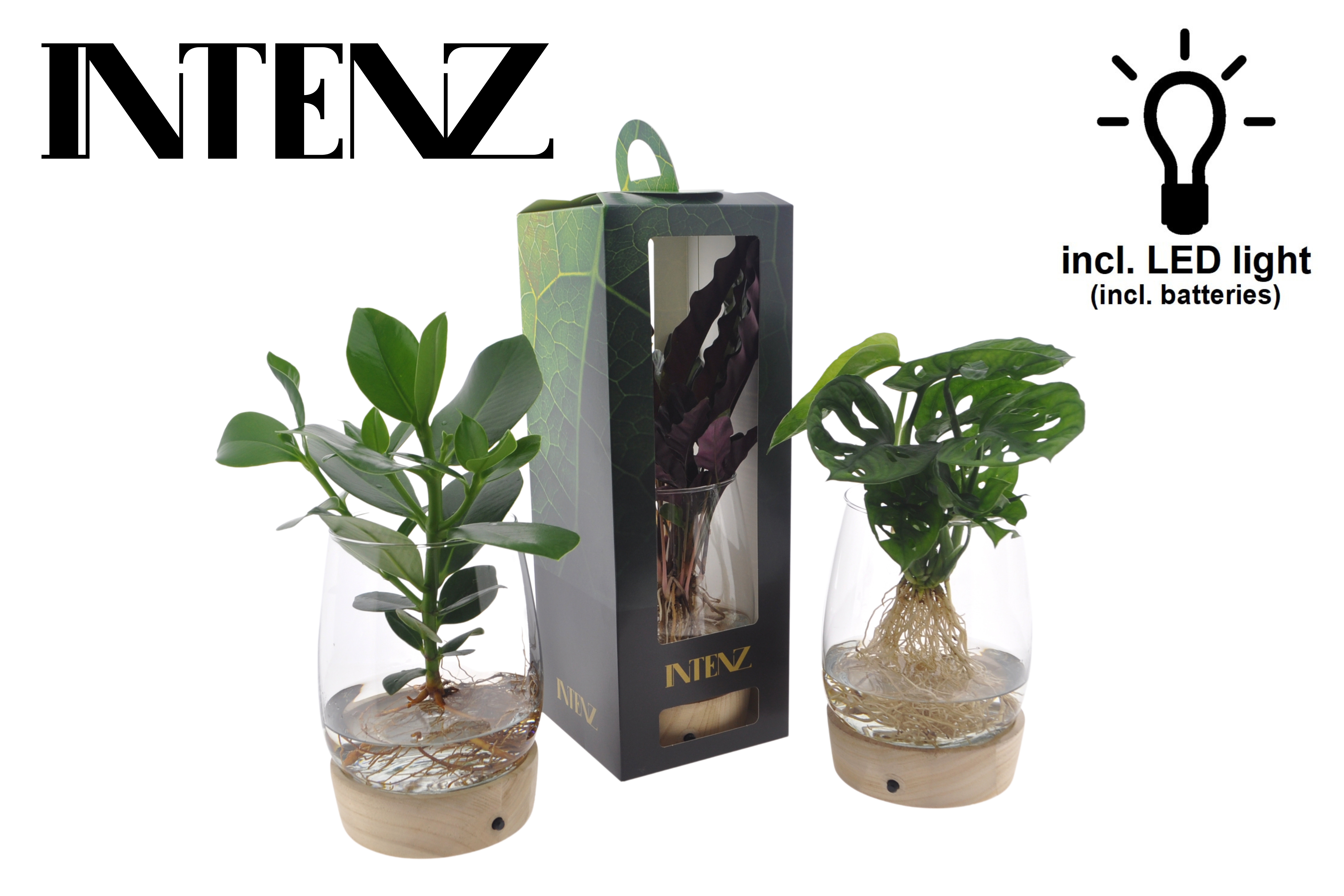 Picture of Hydroponic Intenz varieties in Kingston glass + LED + giftbox P12 45cm