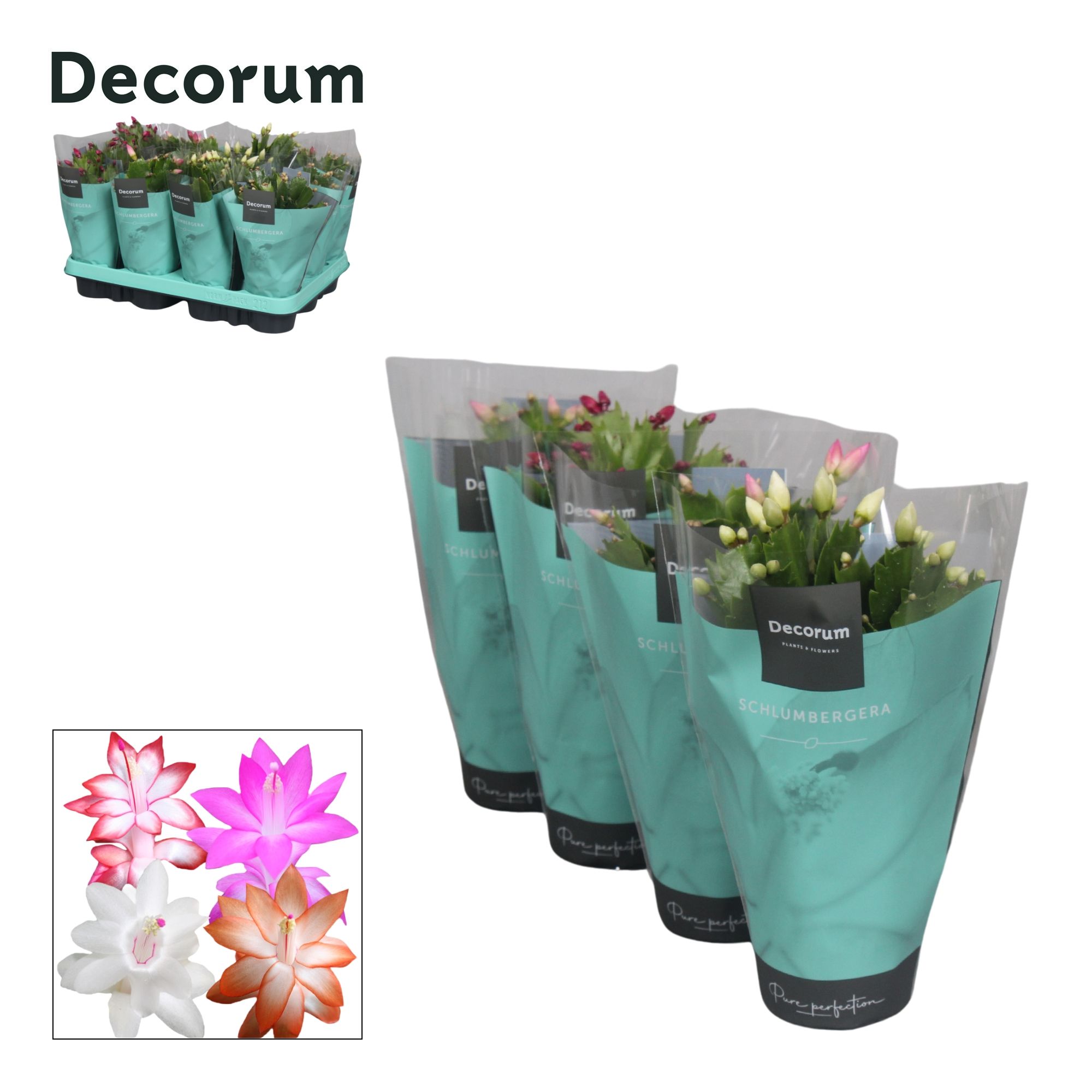 20x Schlumbergera Bloemzaden - Gemengde Kleuren - Bonsai - Binnen/Buiten - Hoge Kwaliteit - Gemakkelijk Te Kweken