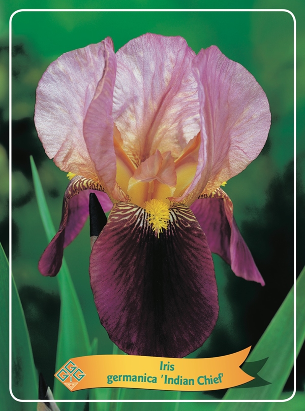 Picture of Iris germanica Mix 6x10 srt. per shelve P11