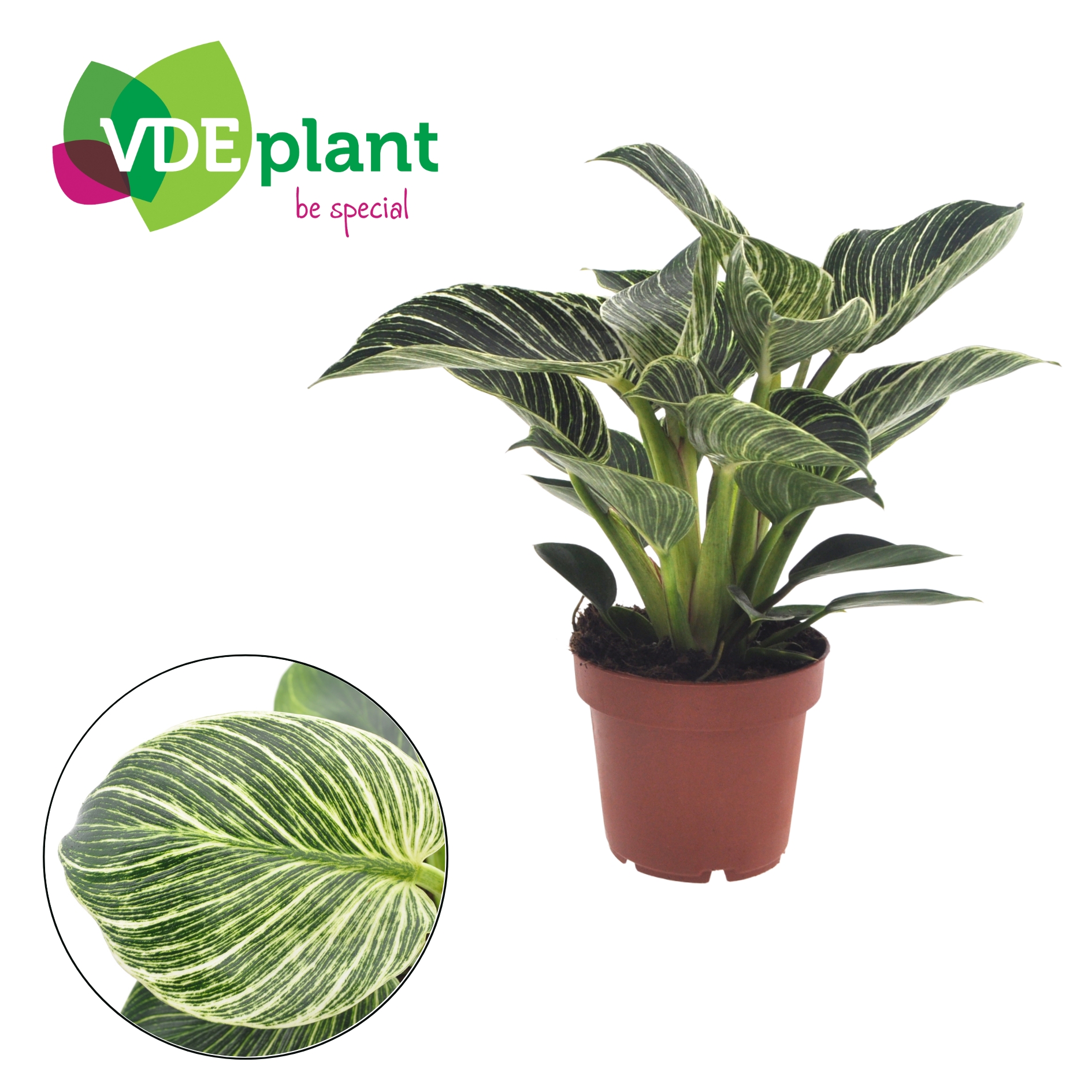 Picture of Philodendron White Wave P12 25CM