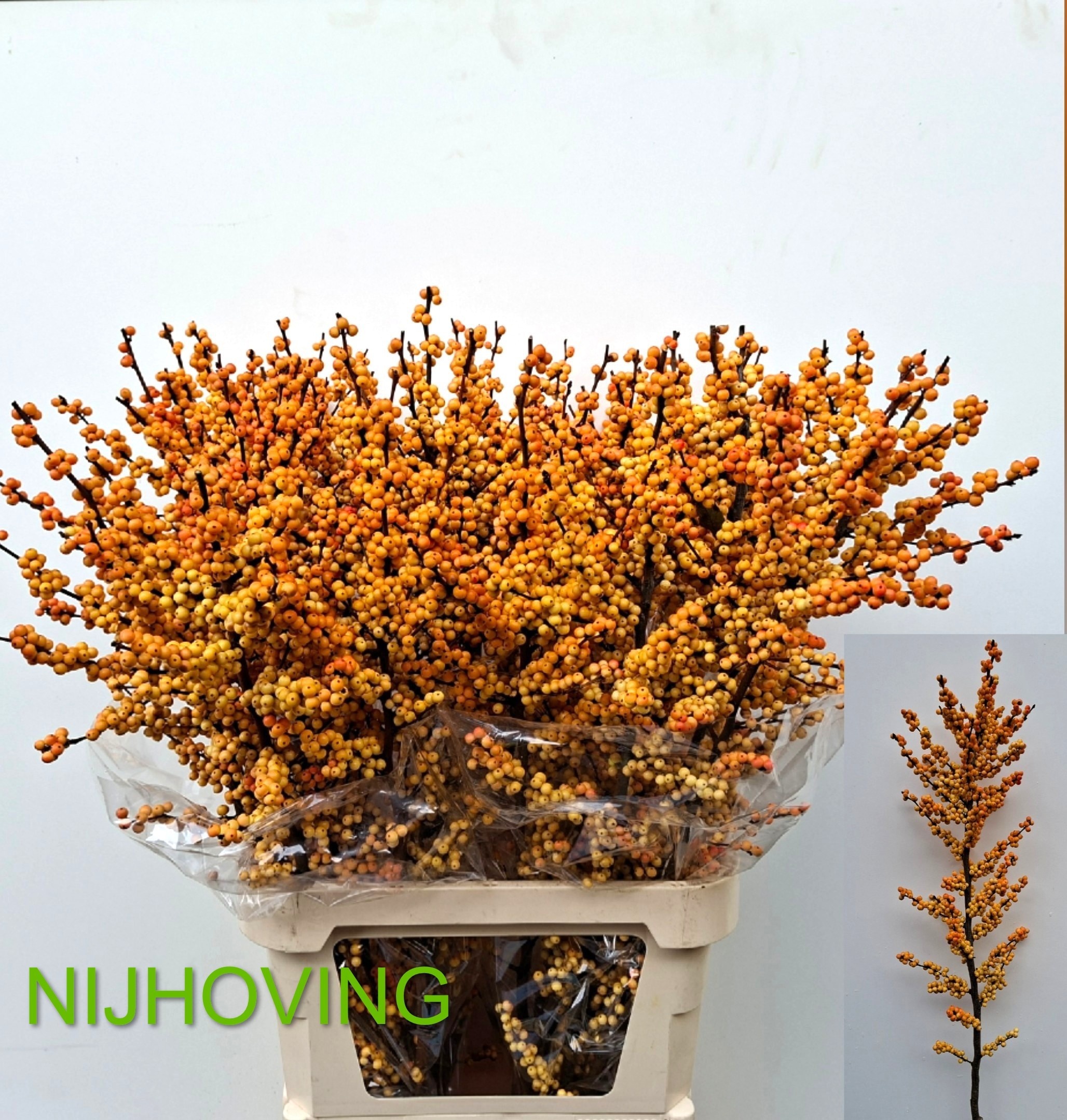 Ilex Gresgold 100cm