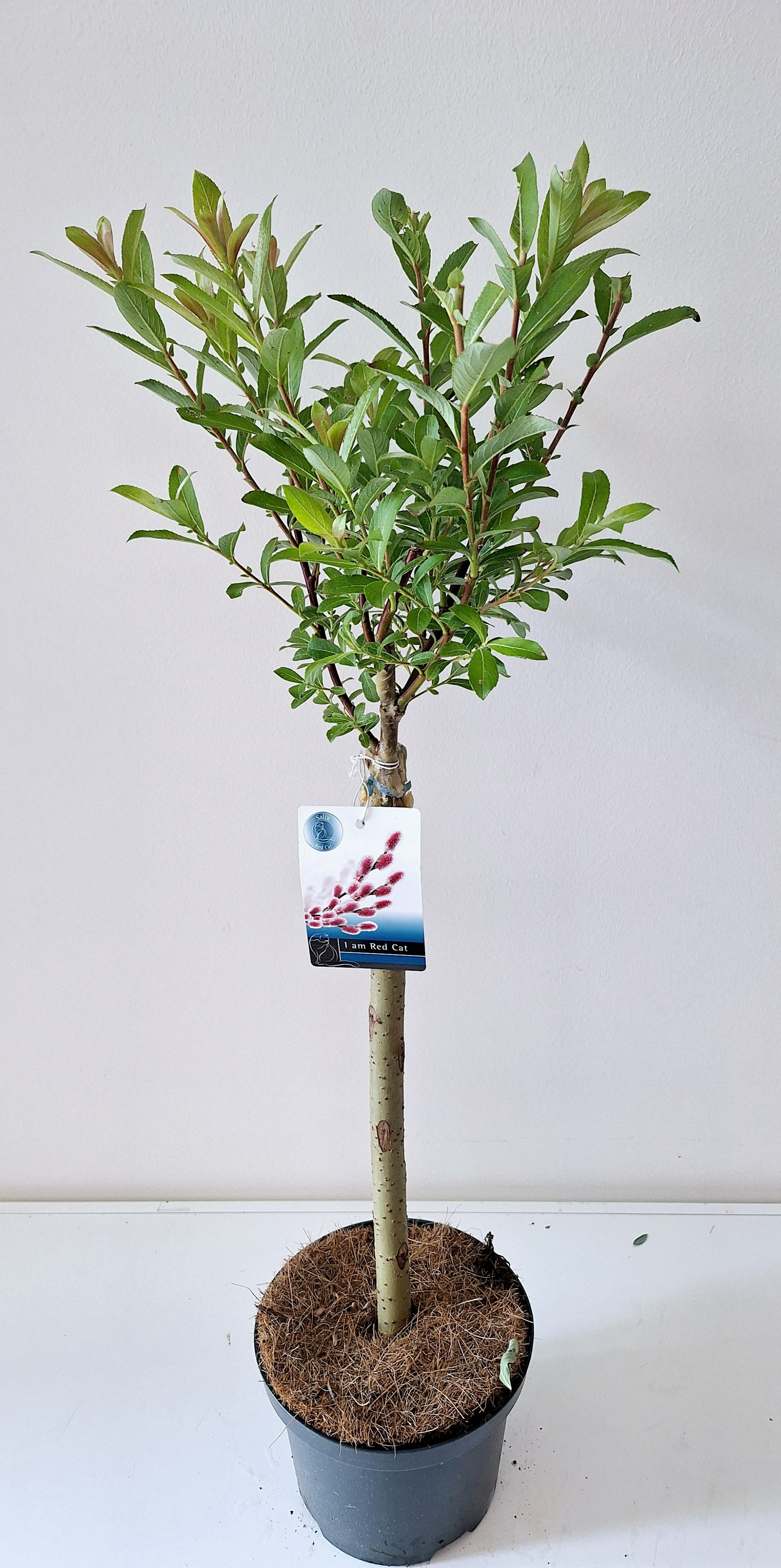 Picture of Salix gracilistyla Mount Aso P17 (2 Ltr) 40/STD