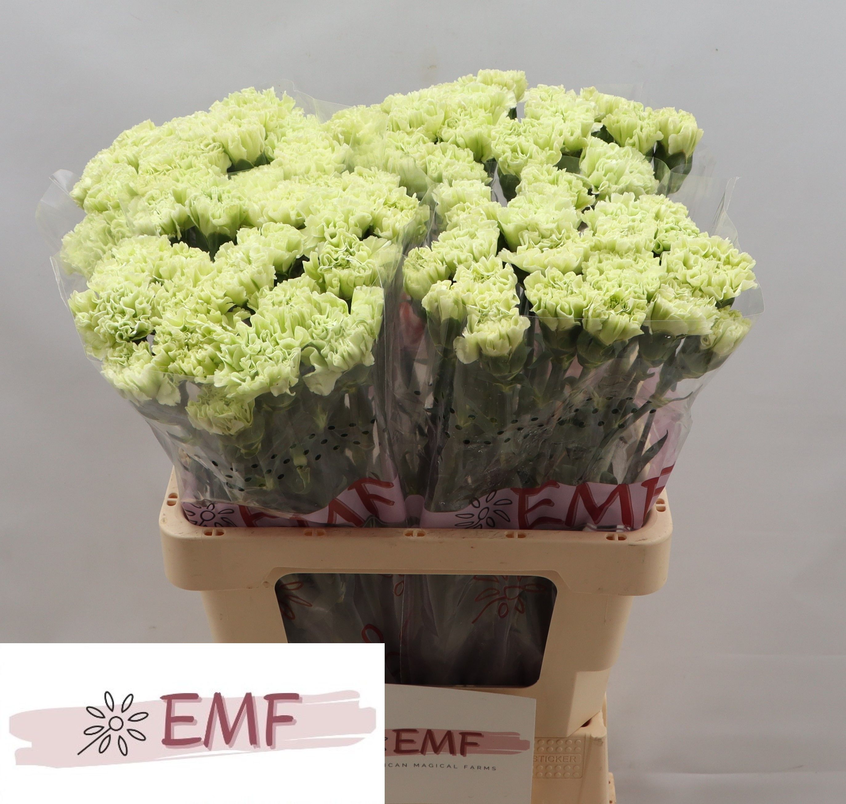 Dianthus Eternal Fairy+ 60cm