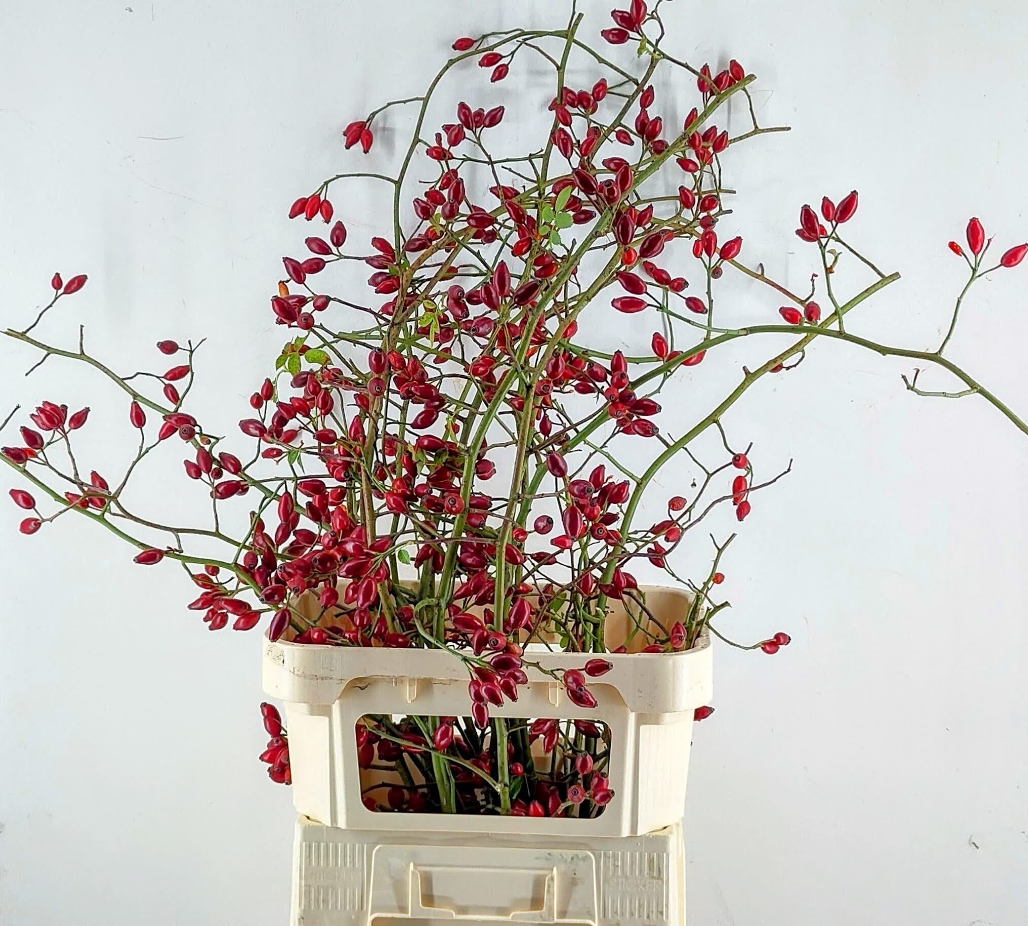 Rosa Zaffiro 100cm