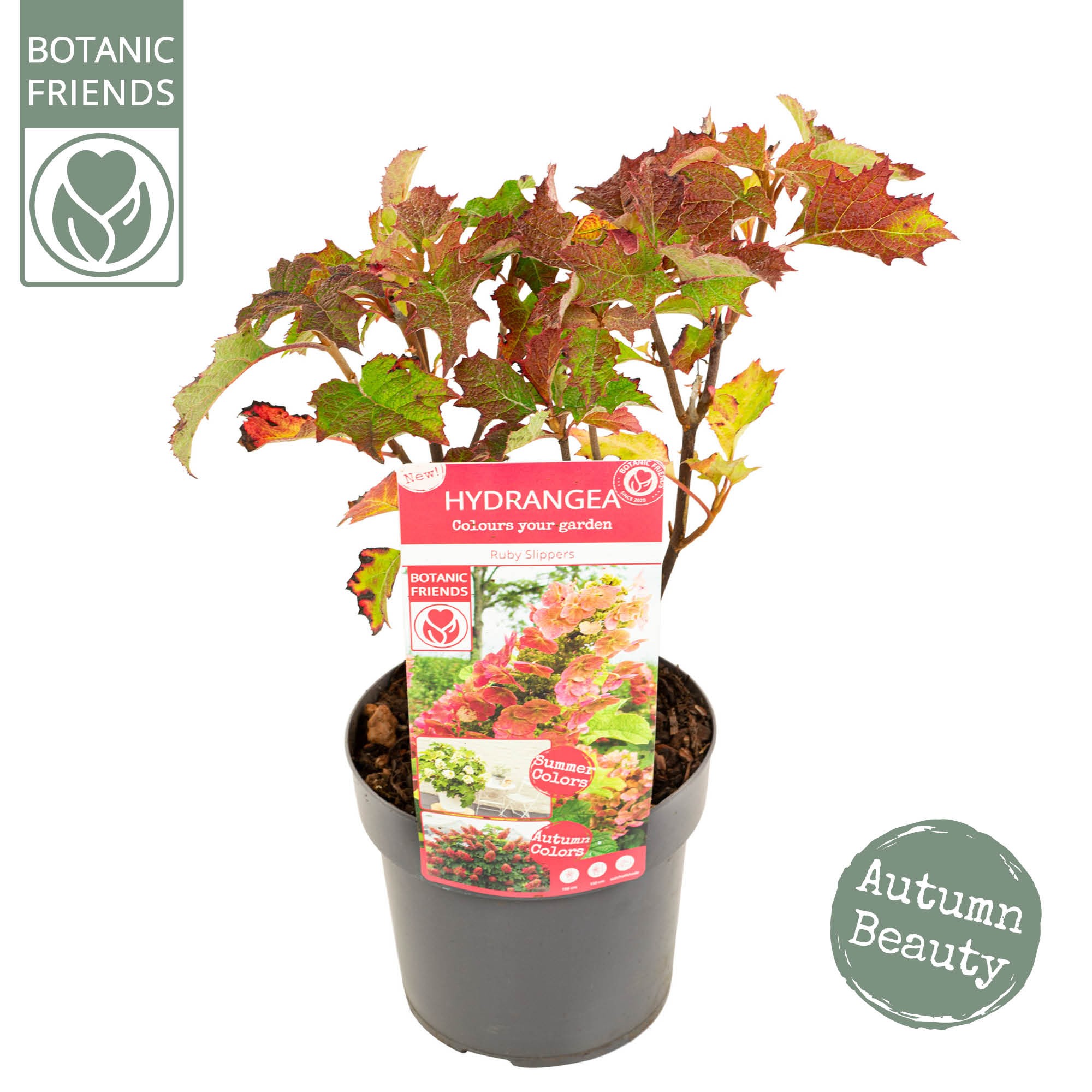 Picture of Hydrangea que. 'Ruby Slippers' ®