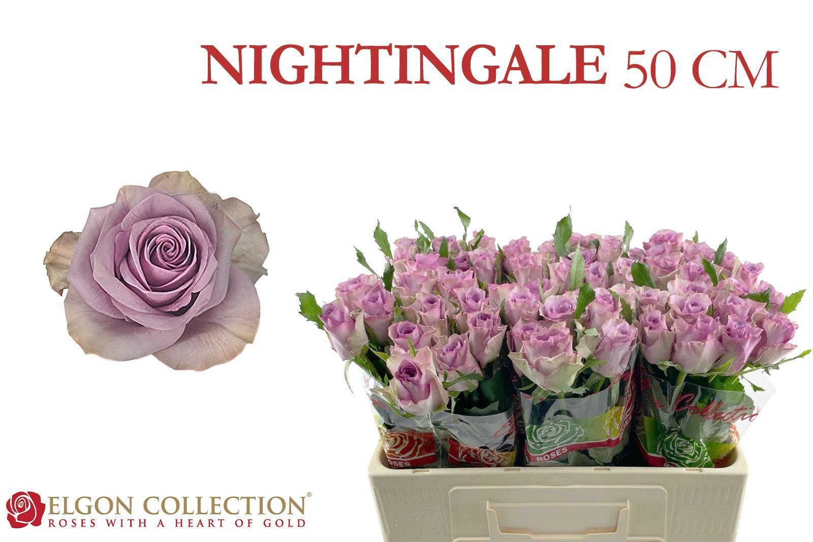 R Gr Nightingale!