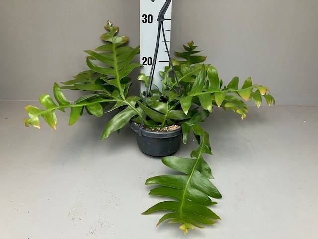 Epiphyllum chrysocardium