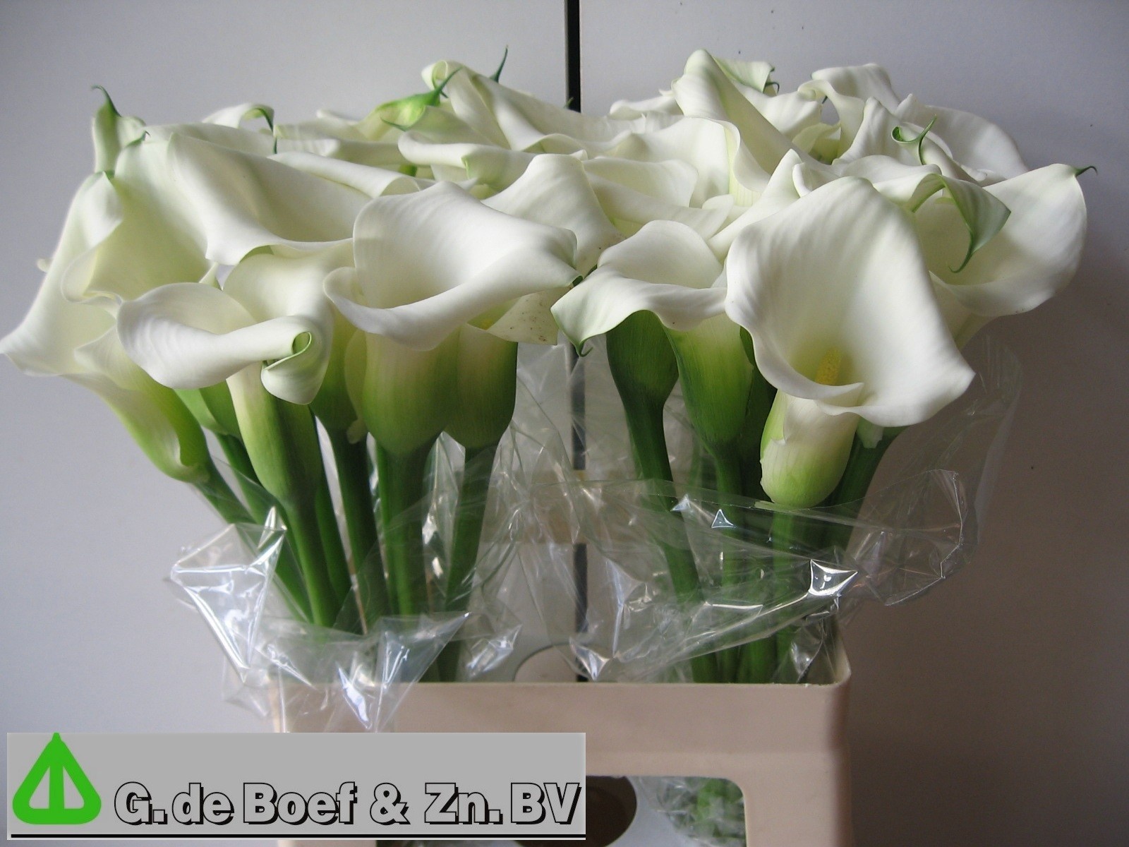 Calla Capt Ventura 60cm