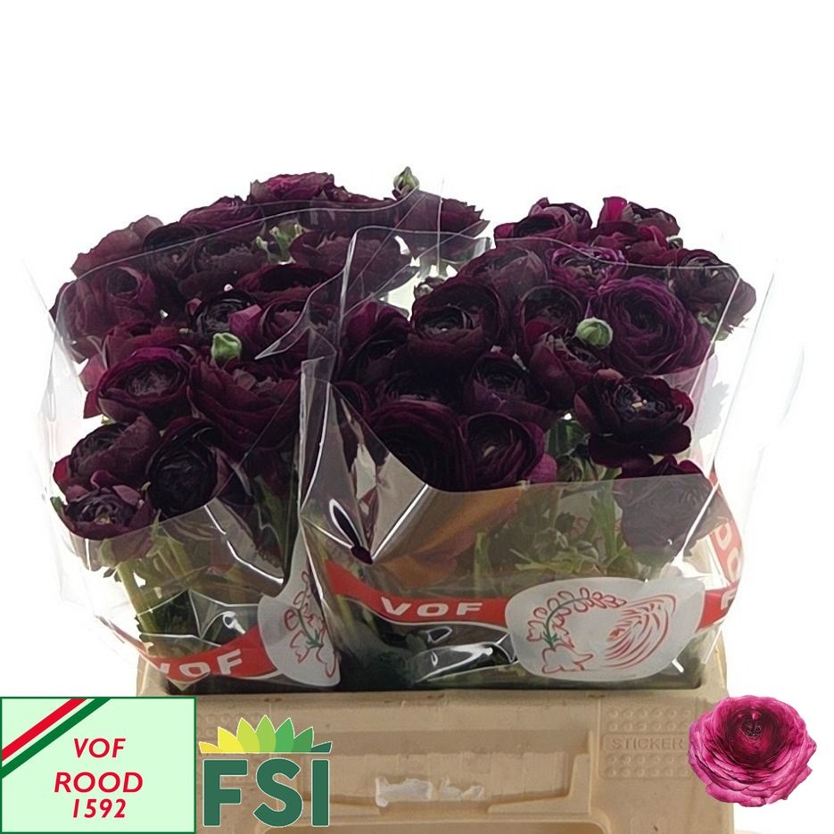Ranunculus Elegance Violet 40cm
