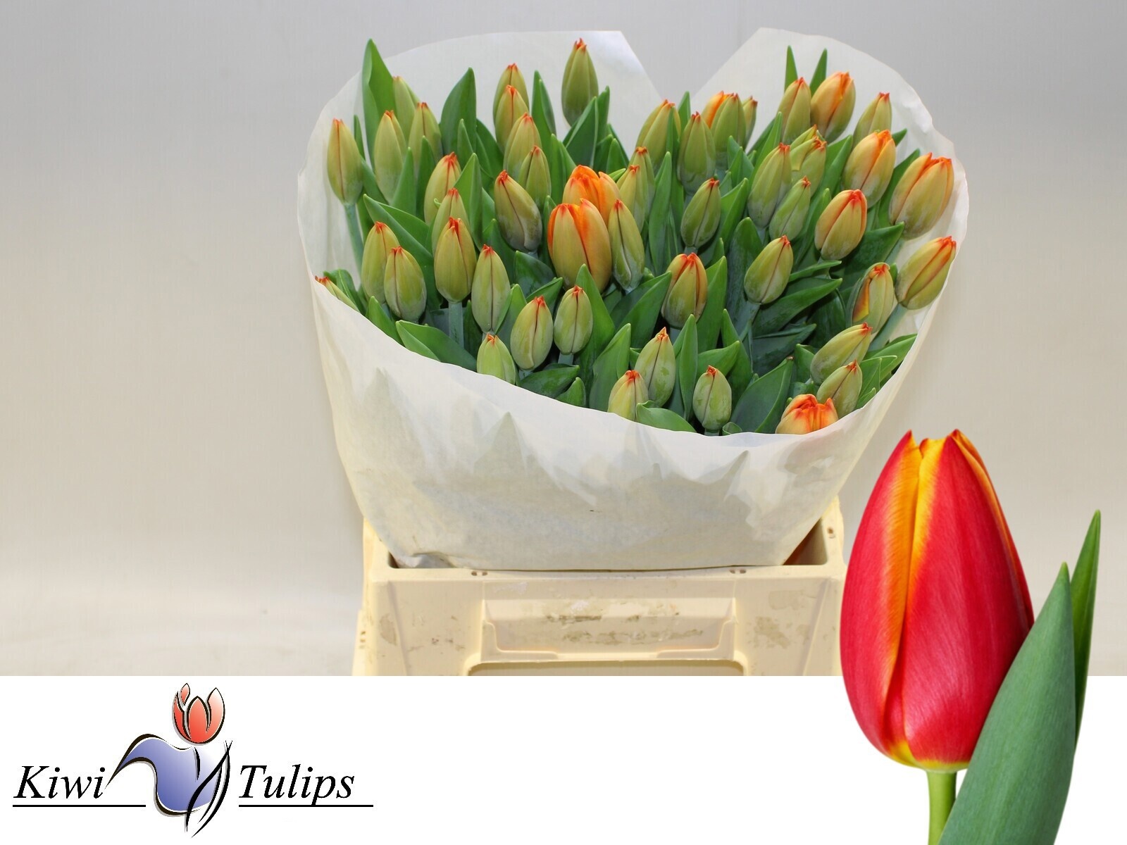 Tulipa Titan 42cm 42gram