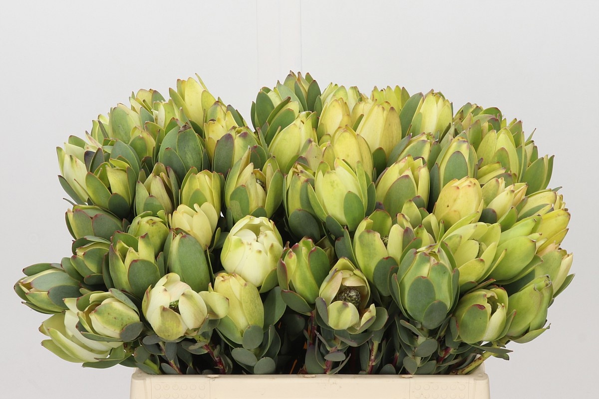 Leucadendron Discolor 40cm