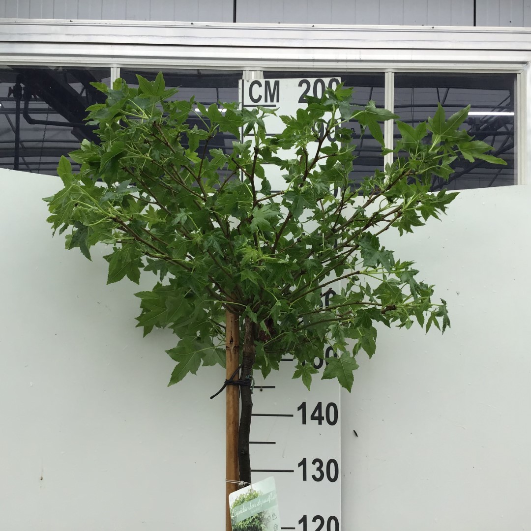 Picture of Liquidambar st. Gum Ball P32 (15 Ltr) 150/STD