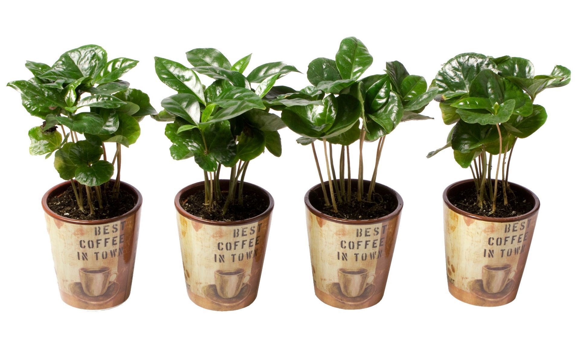 Coffea Arabica in deco pots