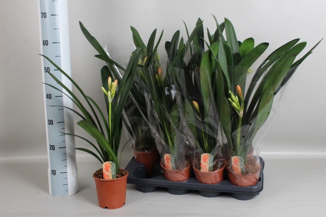 Clivia Miniata 13Ø 55cm