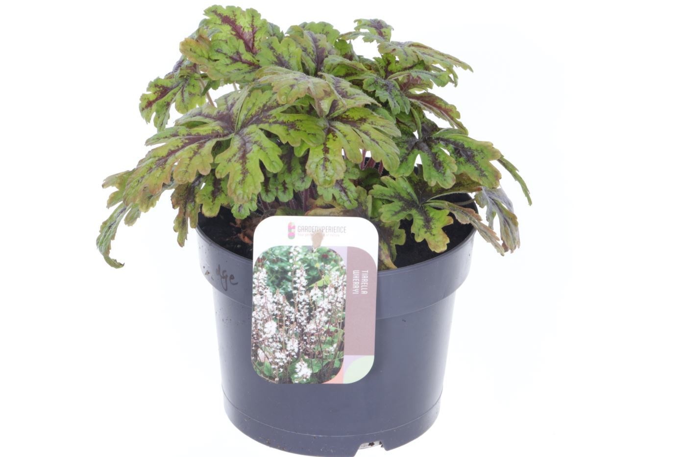 Tiarella cordifolia Sunset Ridge