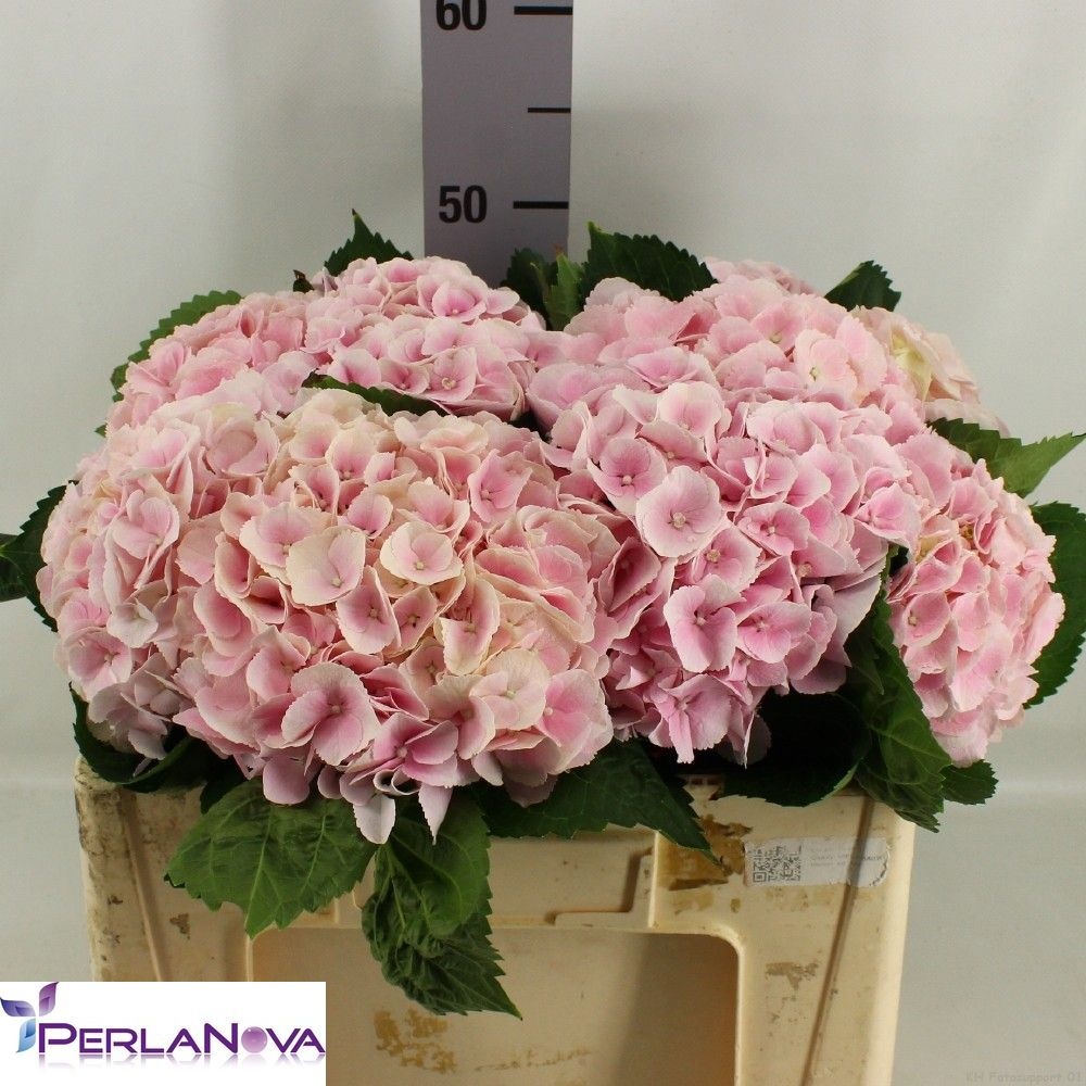 Hydrangea My Matcha 50cm 14Ø