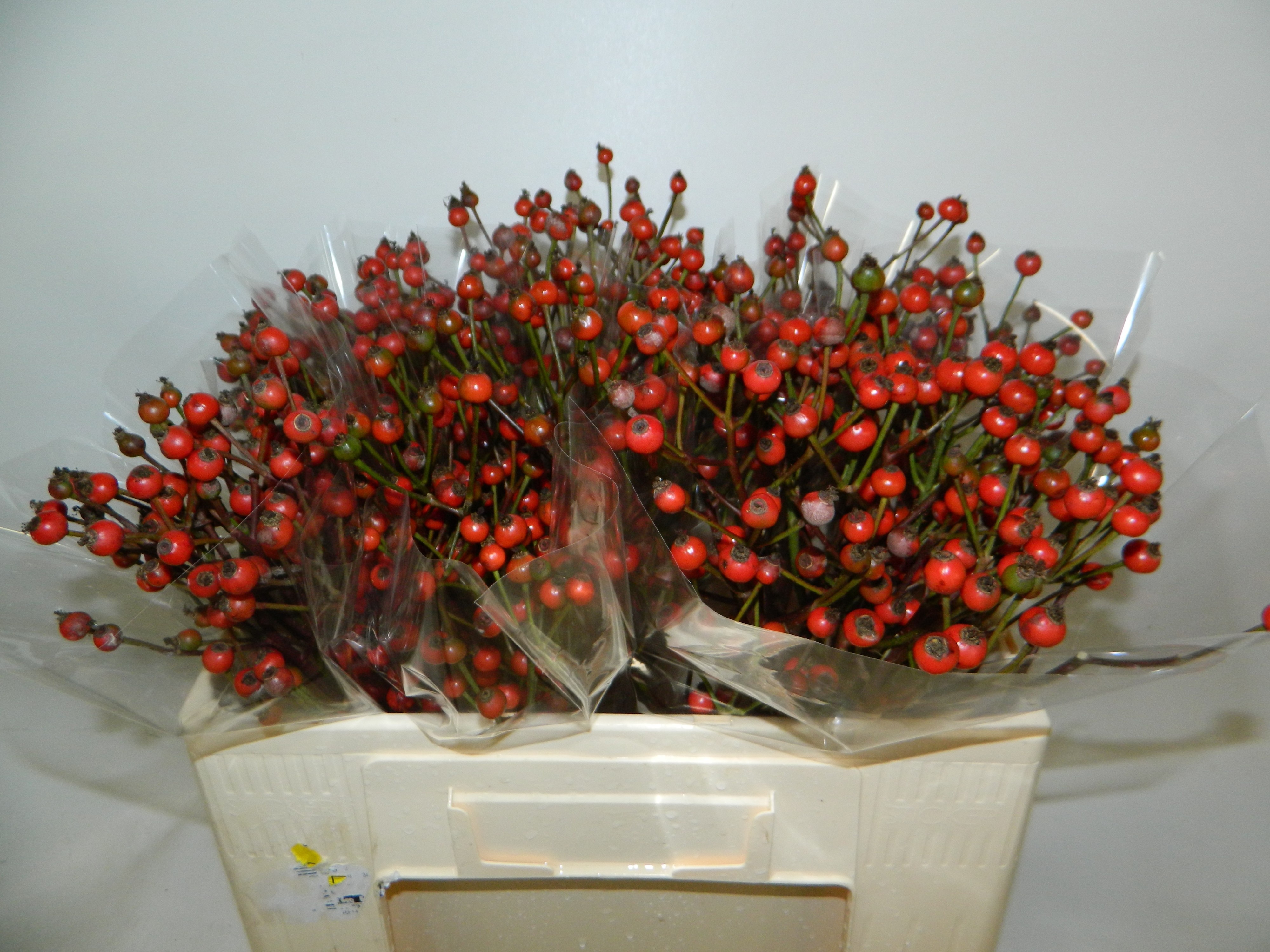 Rosa Red Fruitilia 50cm