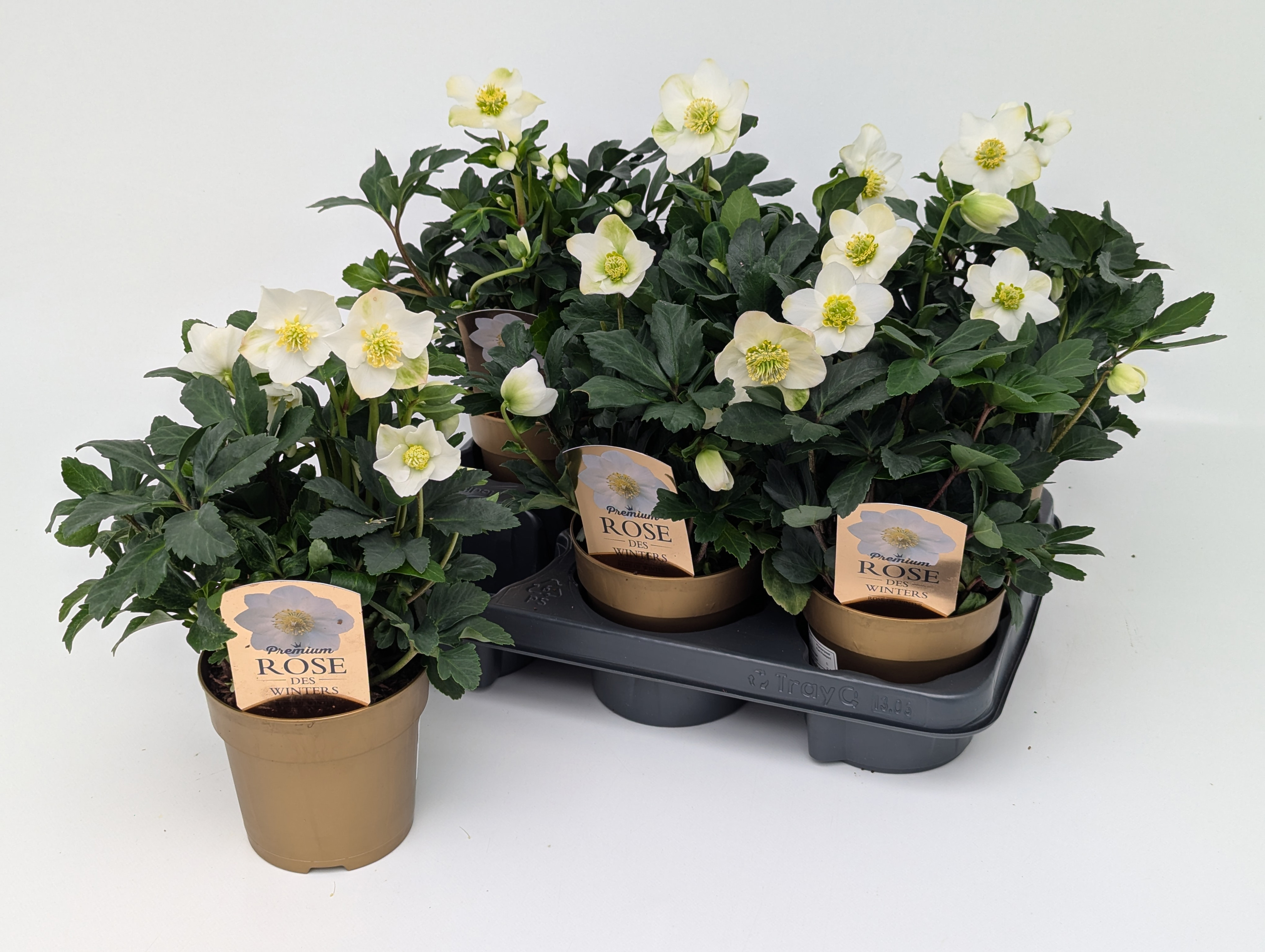 Helleborus Christmas Carol T12 Premium im Goldtopf "Rose des Winters"