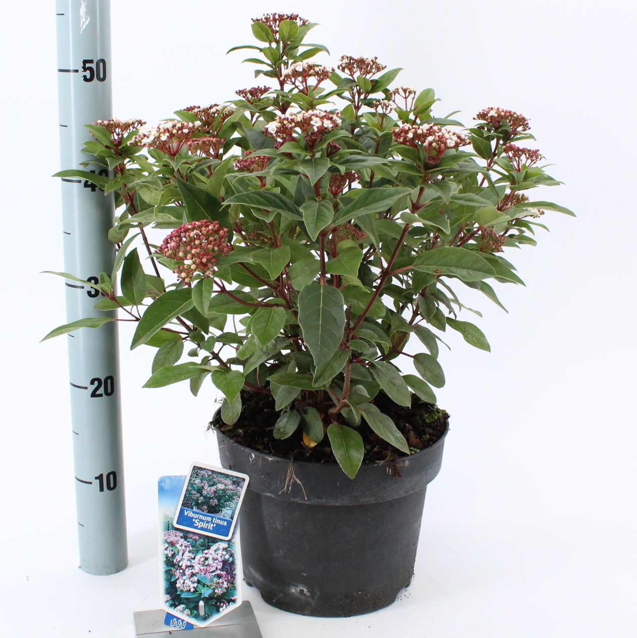 Picture of Viburnum tinus Spirit ('Anvi'PBR)