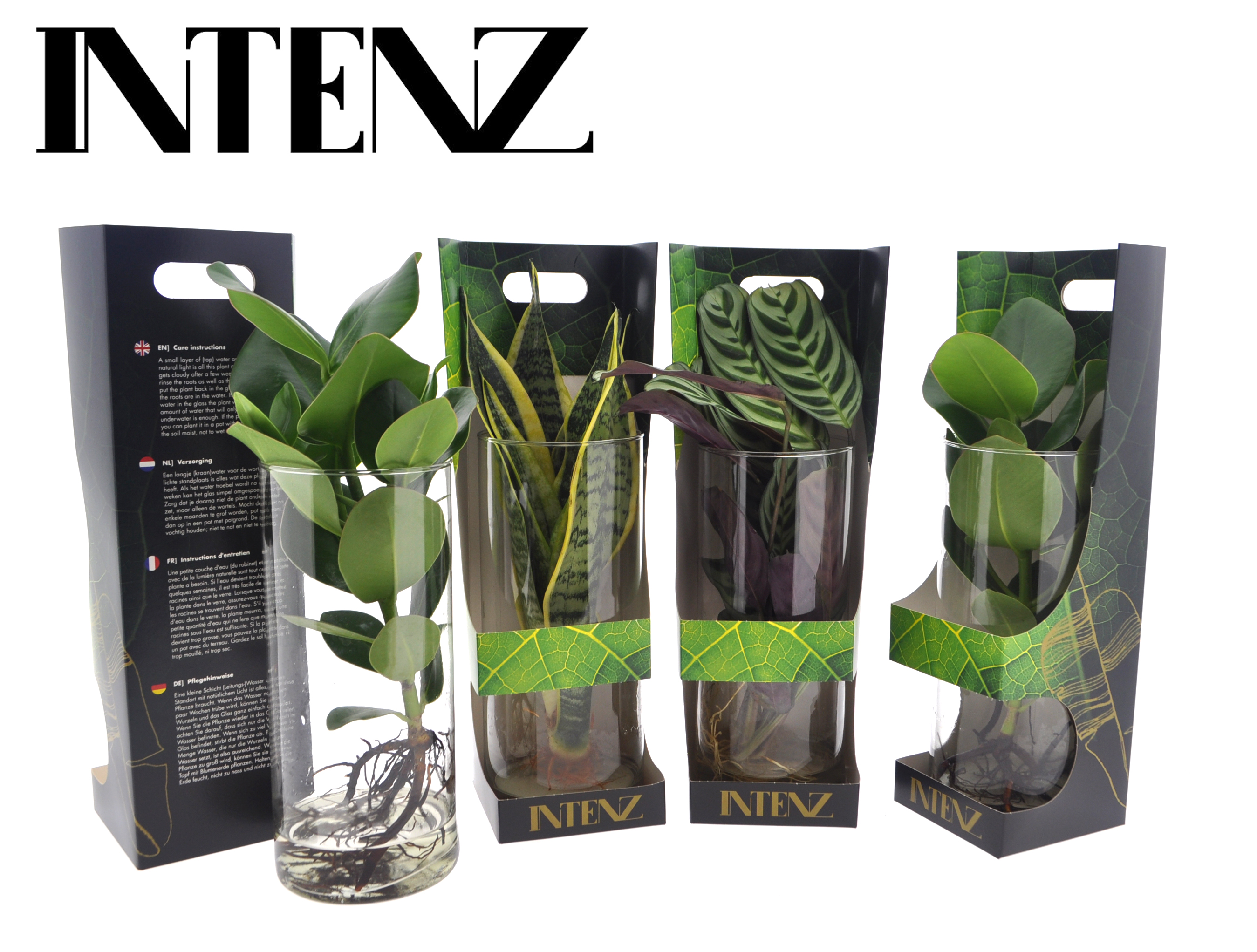 Picture of Hydroponic Intenz varieties in Cylinder glass + Showbox P12 40CM