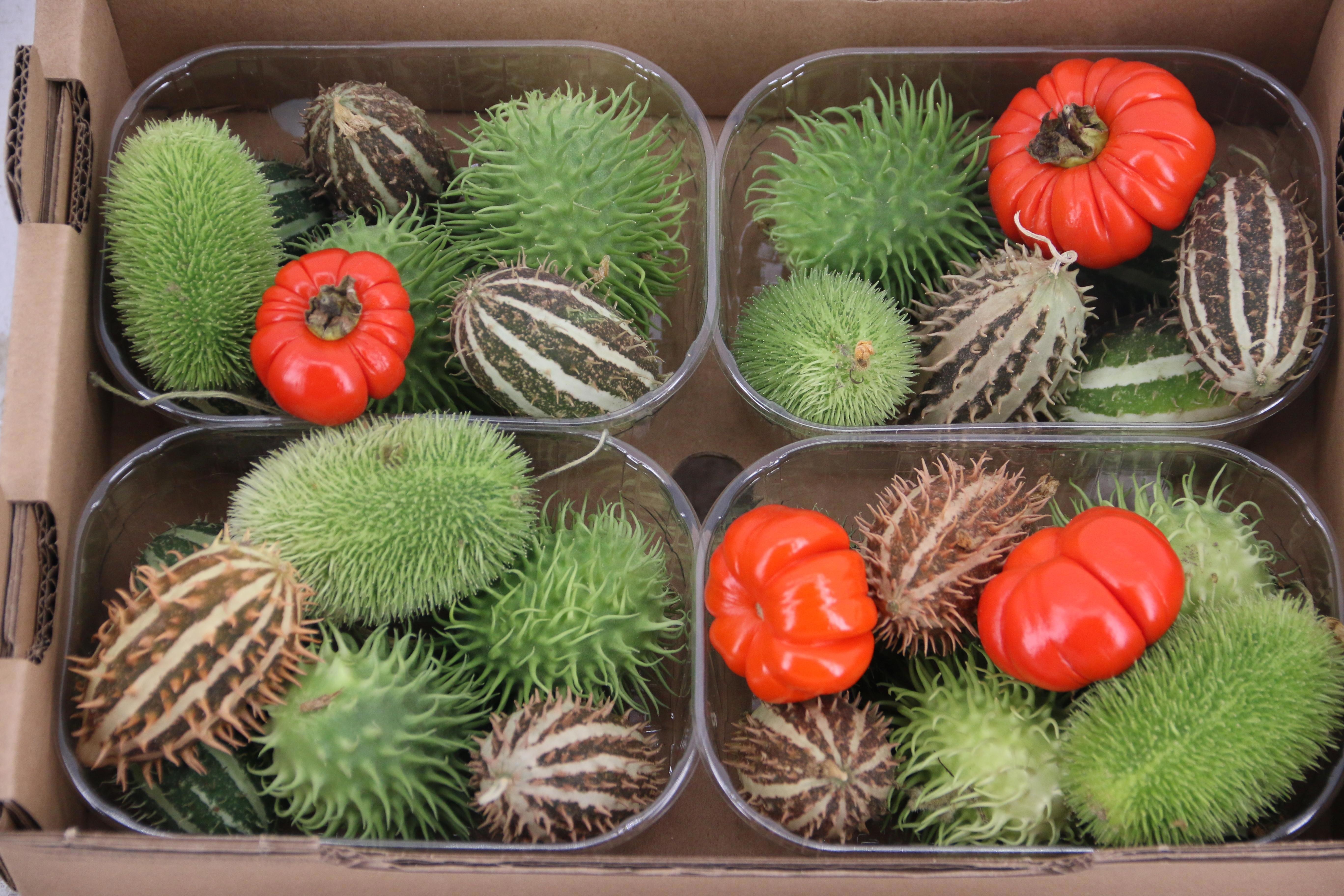 Sierfruit Bak