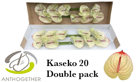 Anth A Kaseko