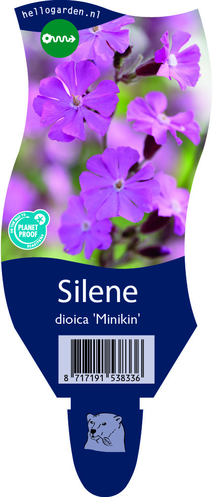 Silene dioica 'Minikin'