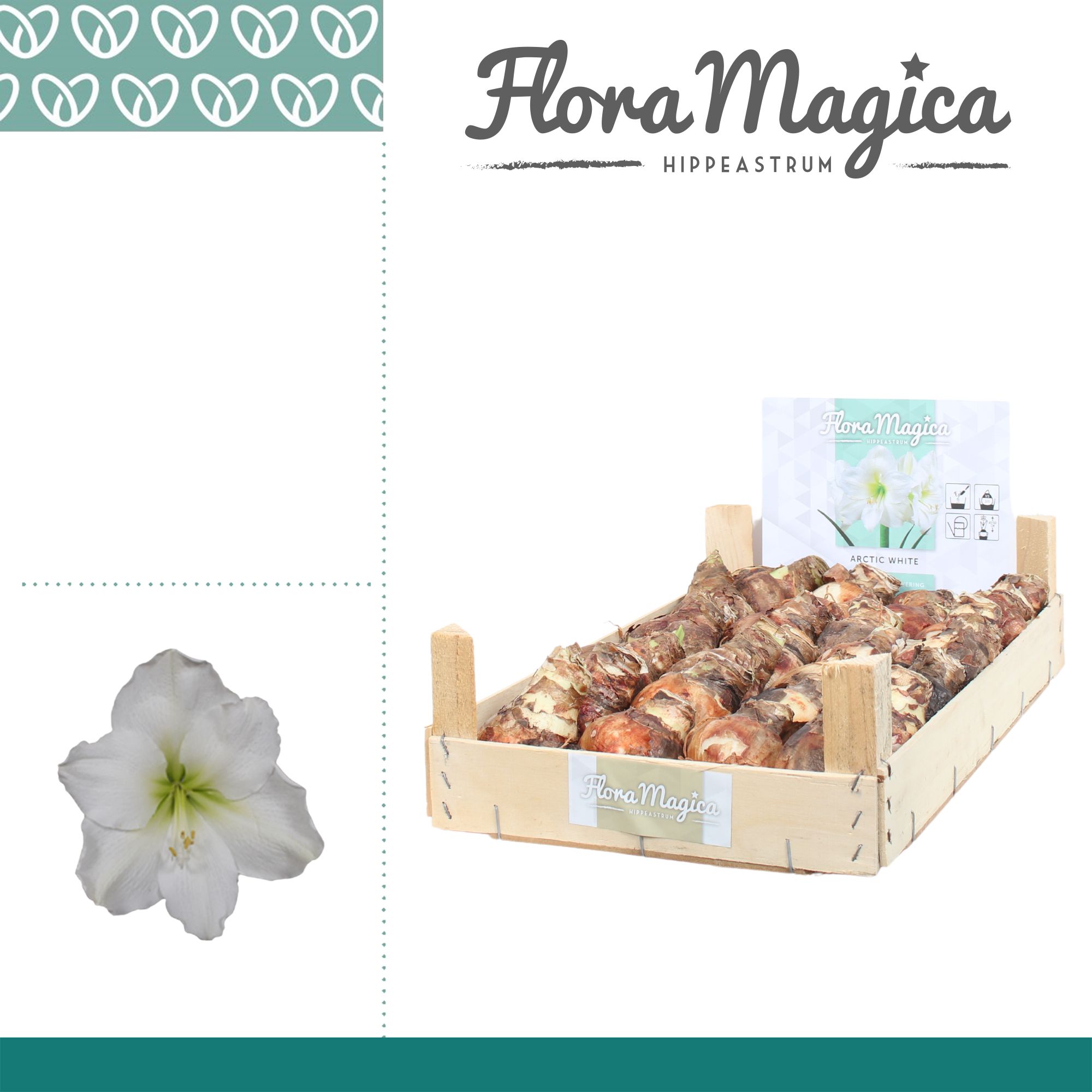 Amaryllis Bulb White in Wooden Crate