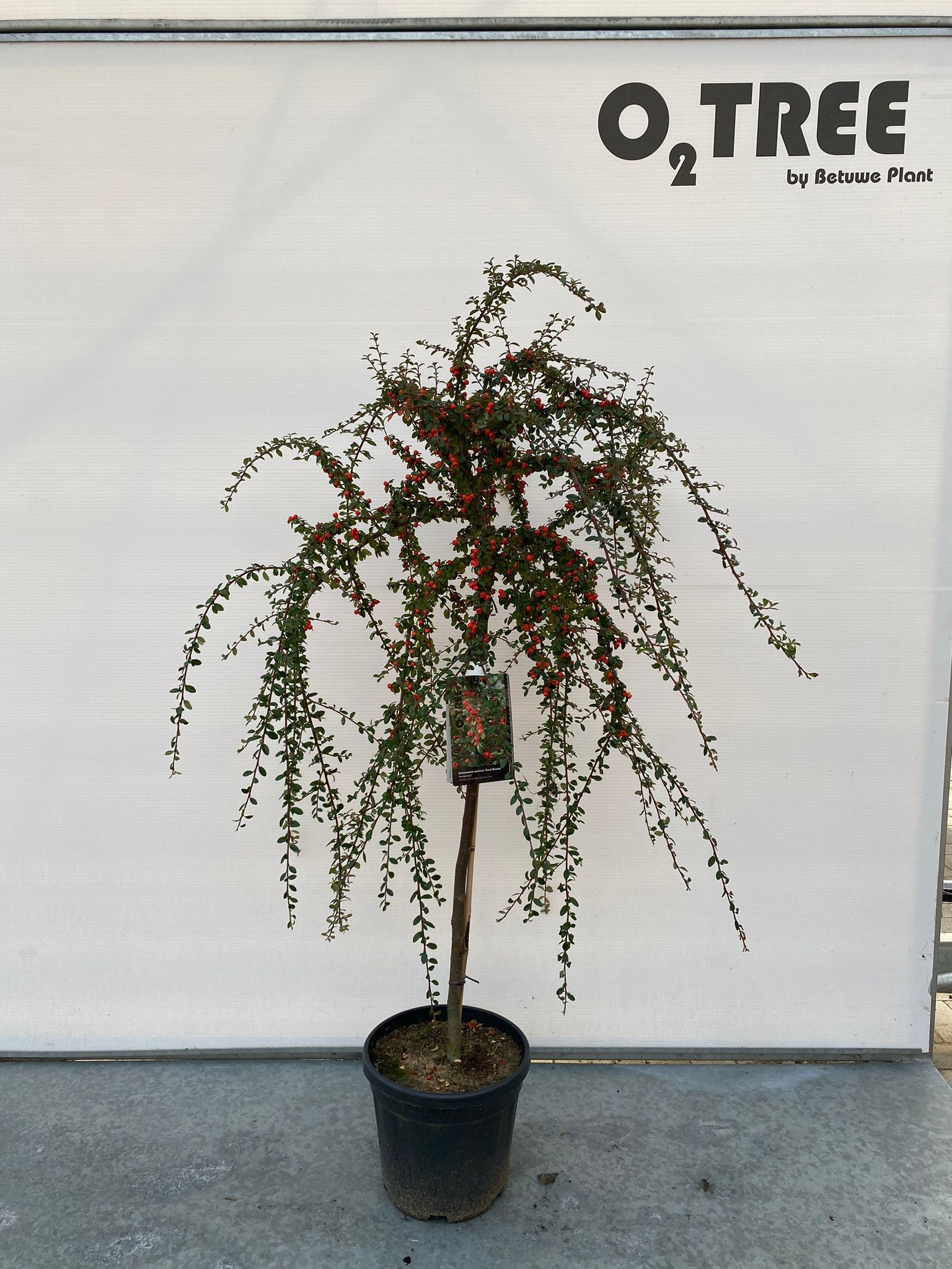 Picture of Cotoneaster s. Coral Beauty P29 (10 Ltr) 80/STD (LOOSE)