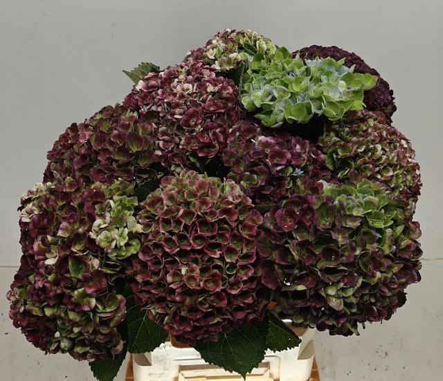 Hydrangea Revolution Pink/green 60cm 16Ø