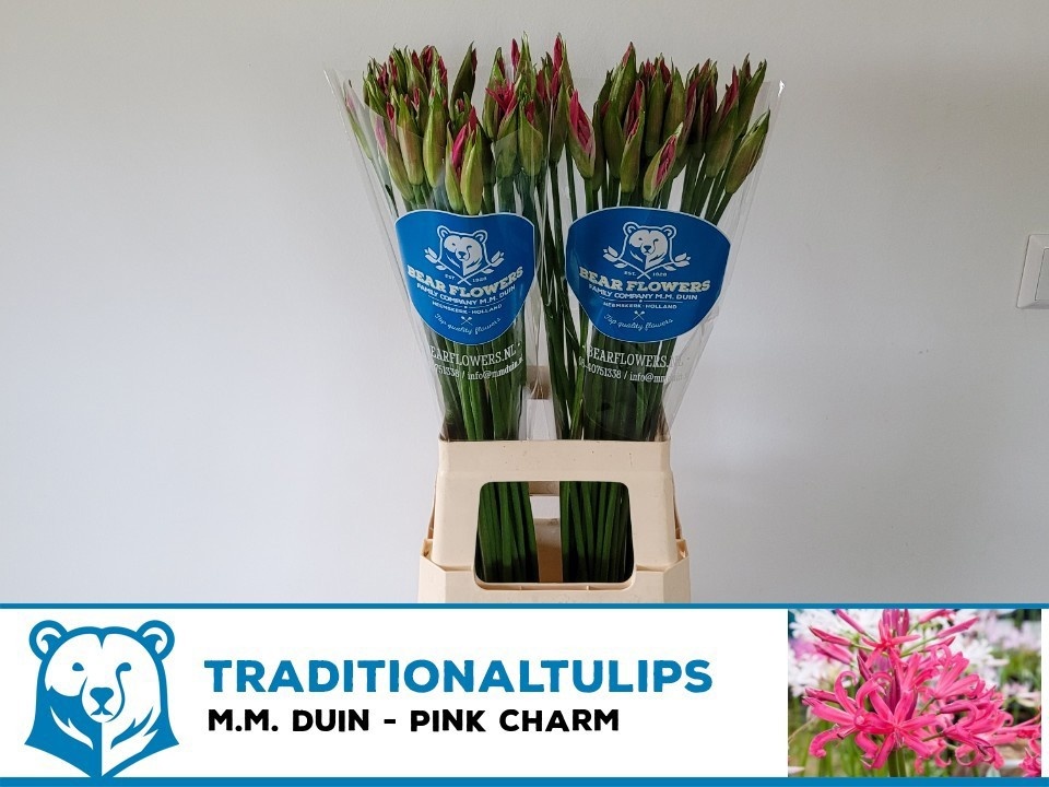 Nerine 80cm