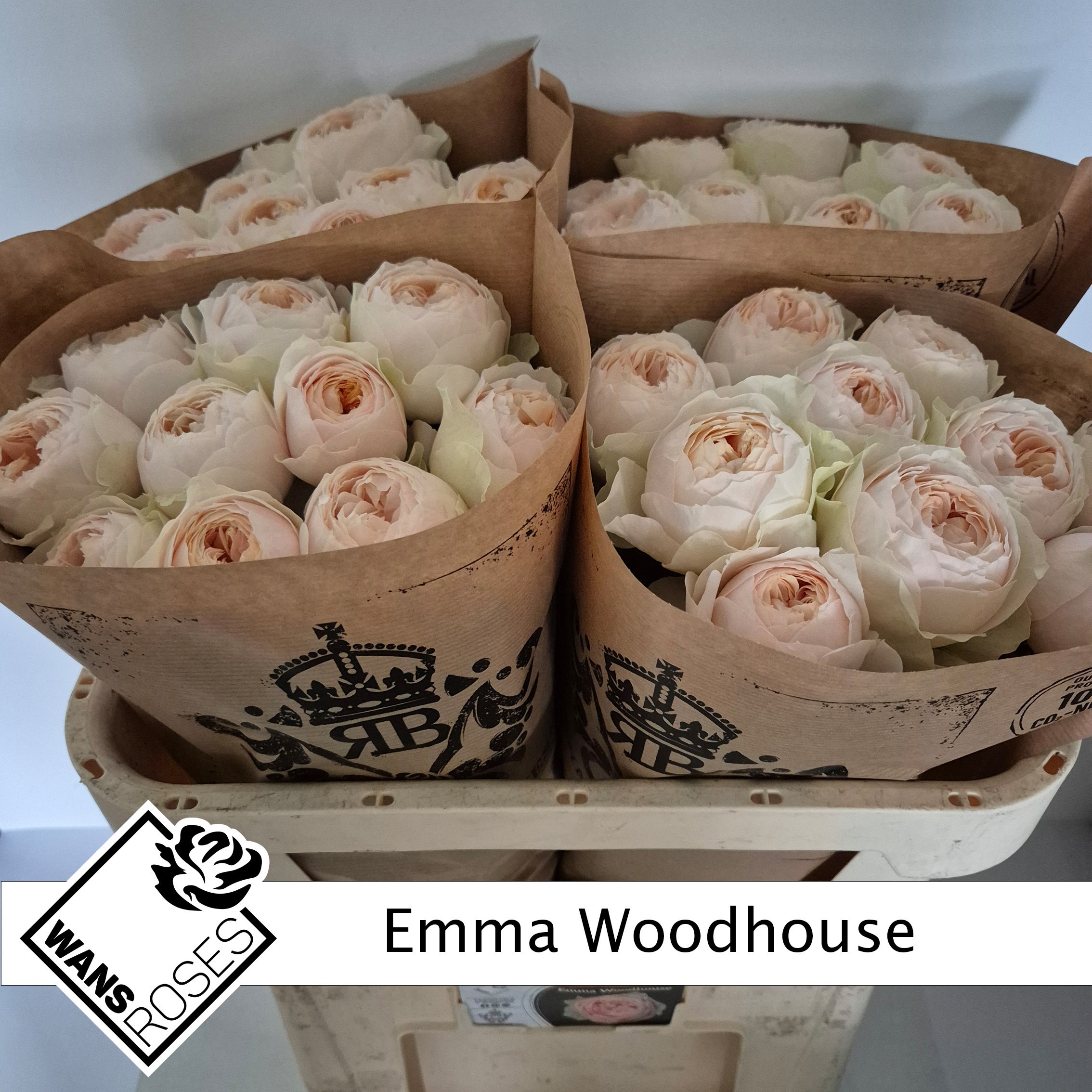 Rosa Garden Emma Woodhouse 70cm