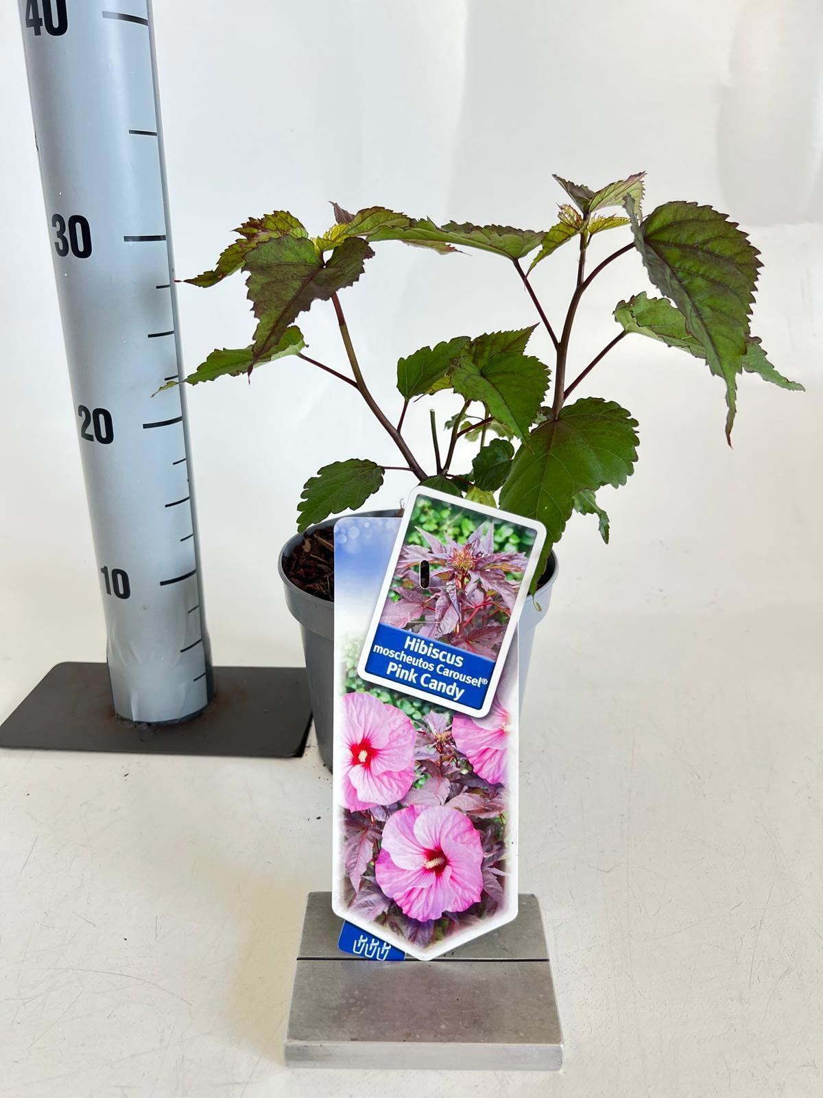 Hibiscus m. Carousel Pink Candy ('Tahi12') tahi12pbr