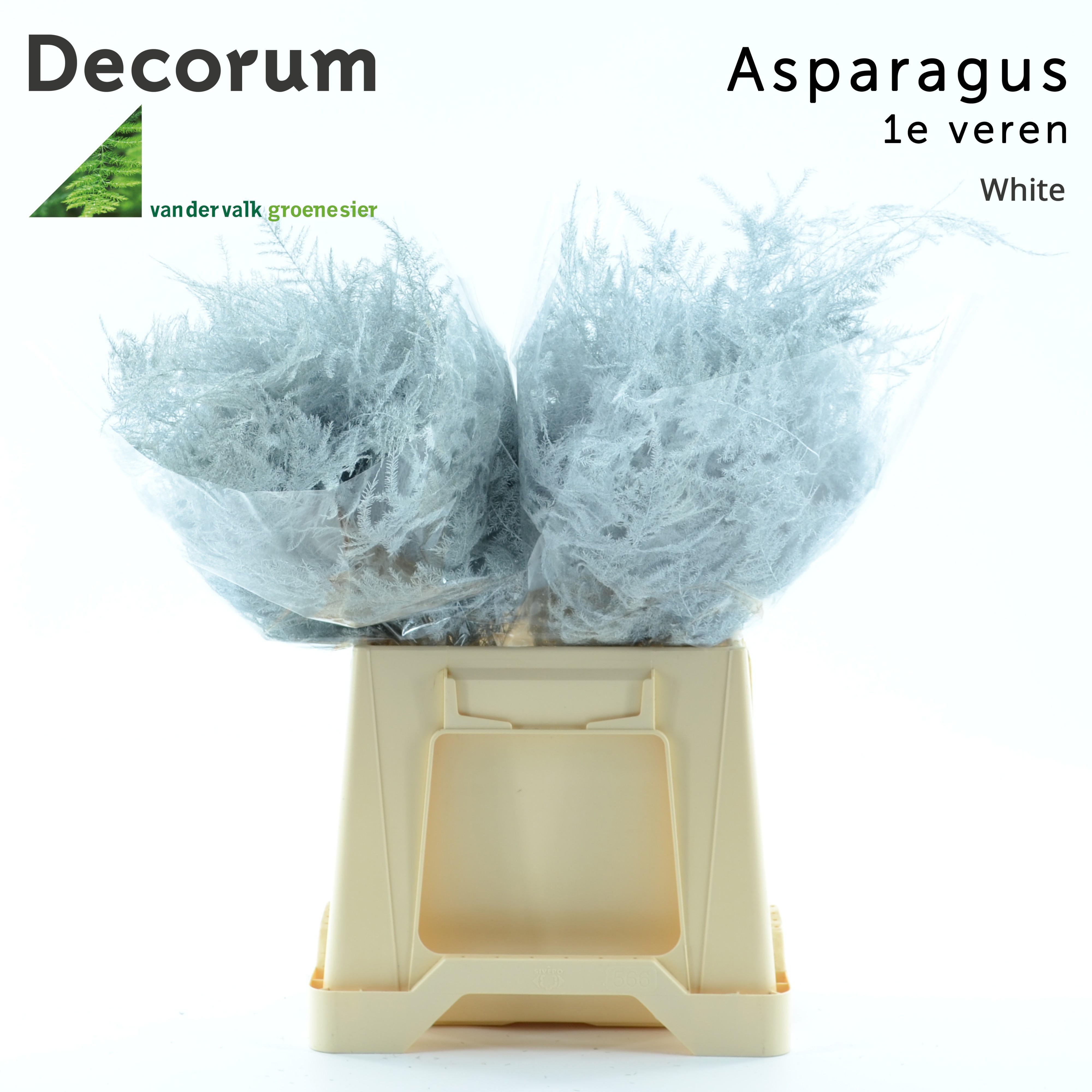 Asp 1e Veren White