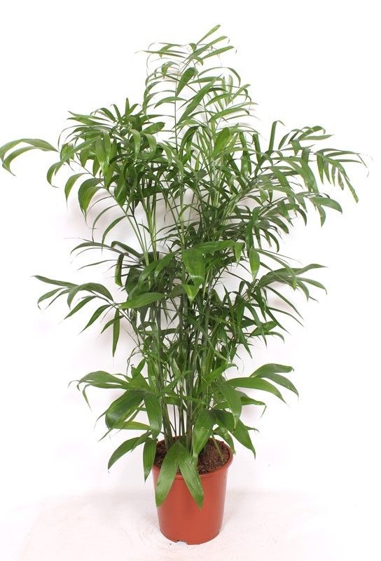 Chamaedorea seifrizii