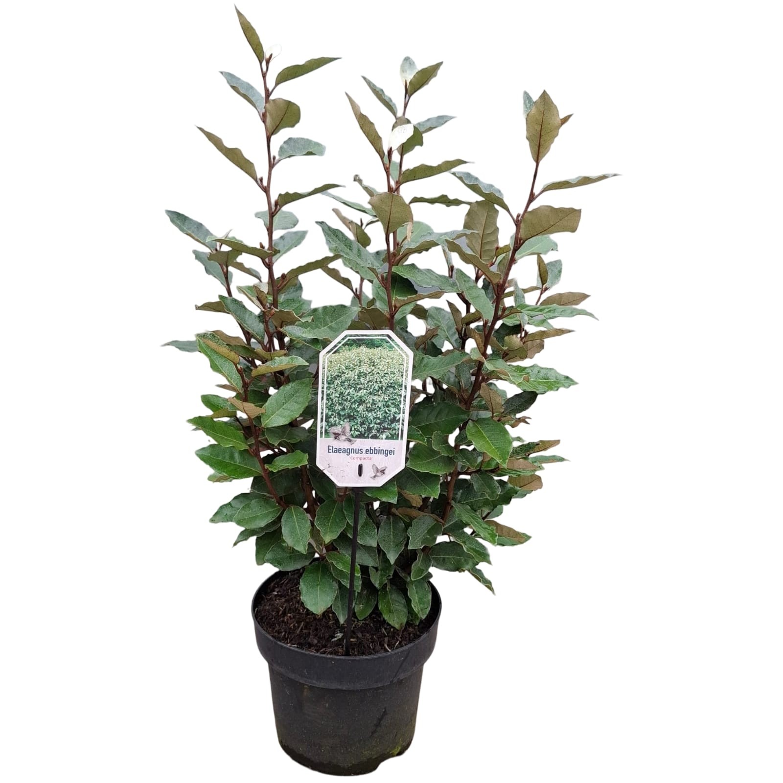 Picture of Elaeagnus ebb 'Compacta'