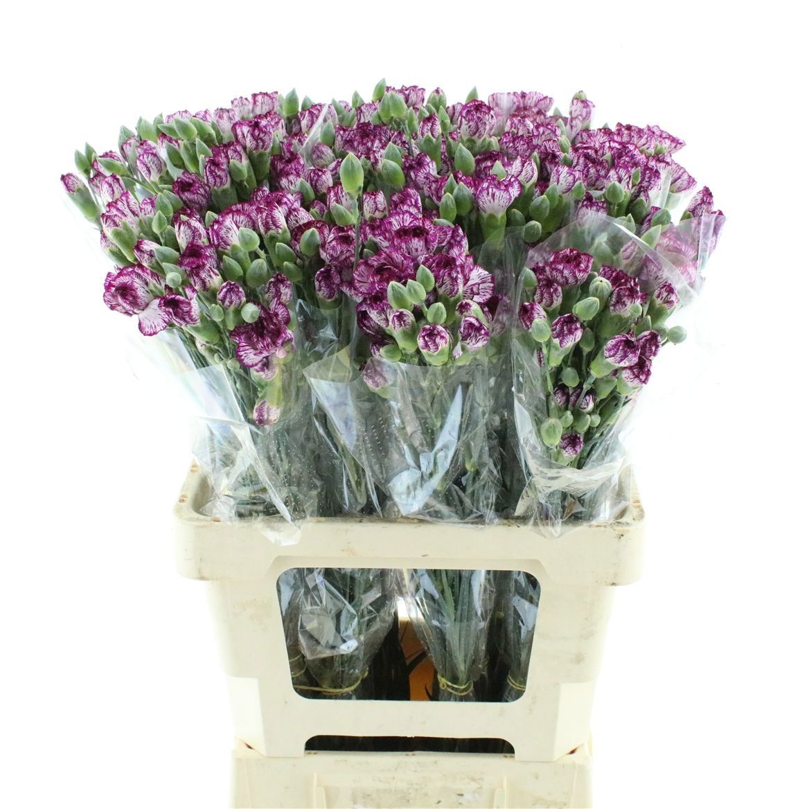 Dianthus Spr 60cm
