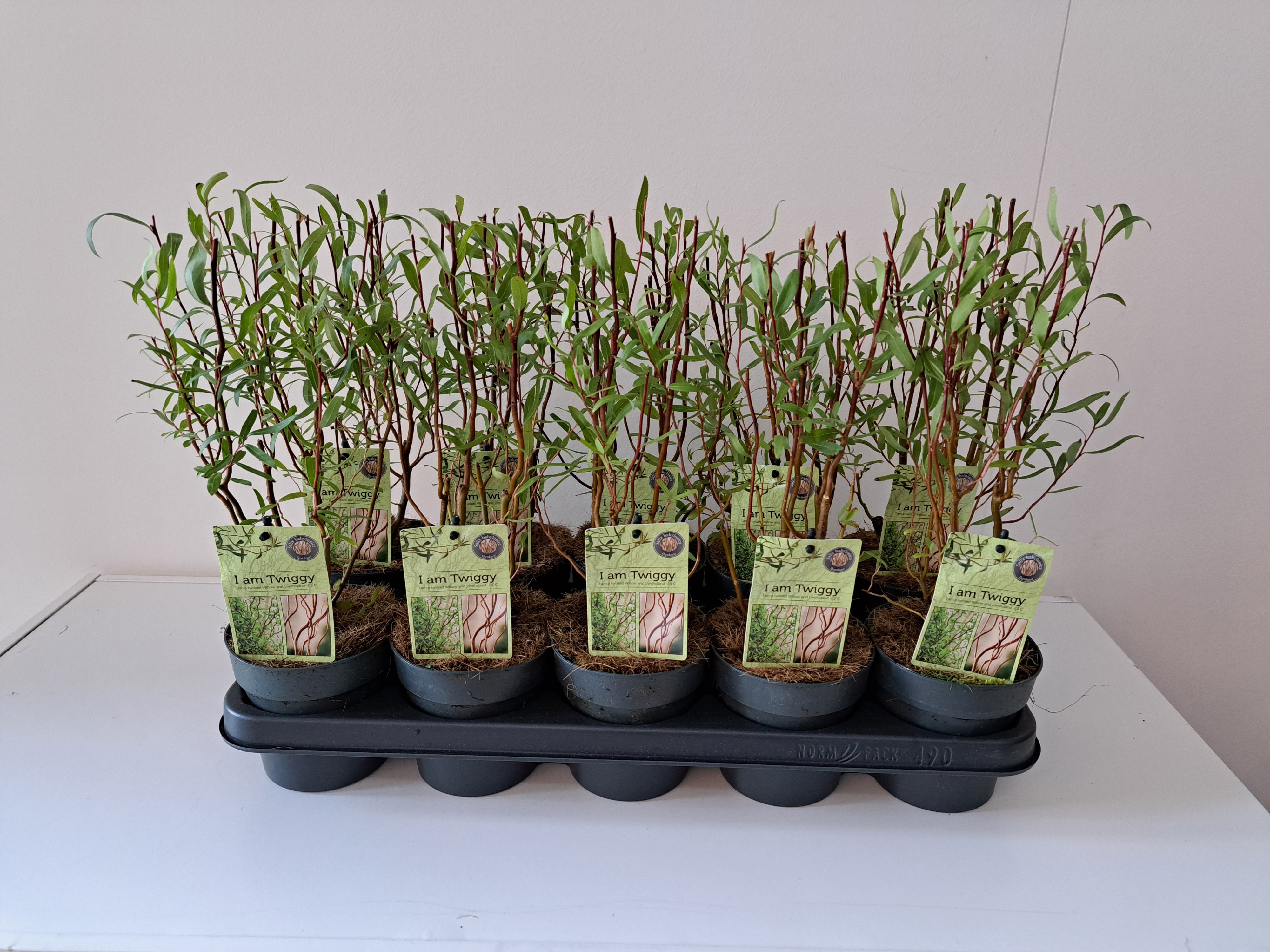 Salix babylonica 'Tortuosa' struik
