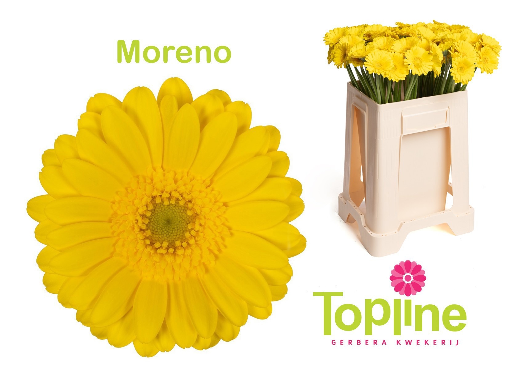 Ge Mi Moreno