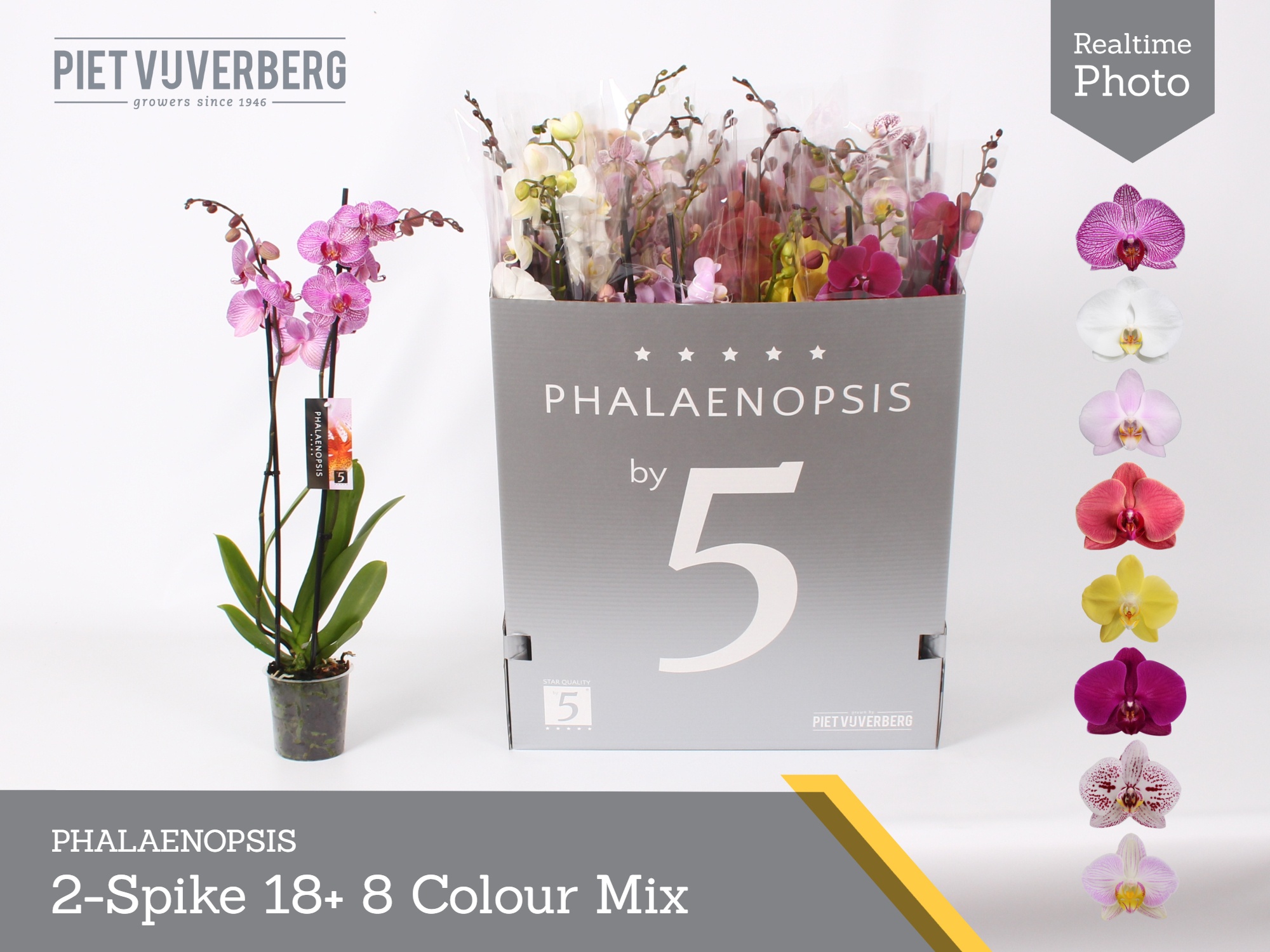 Phal Gem 8 Kl 12P 70H 2TAK 18bloem 23bloei