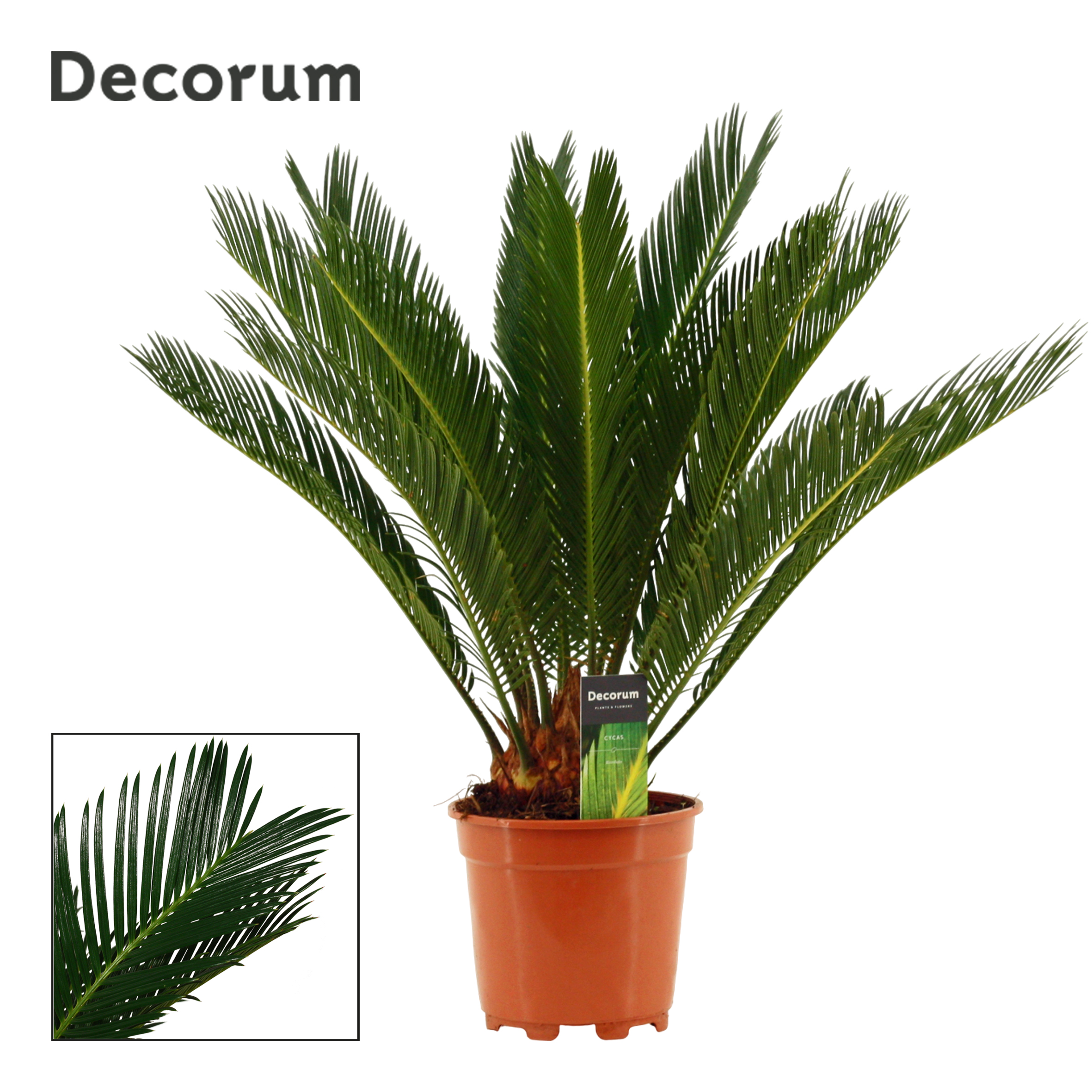 Picture of Cycas revoluta 12+ leafs (Decorum) P17 65CM